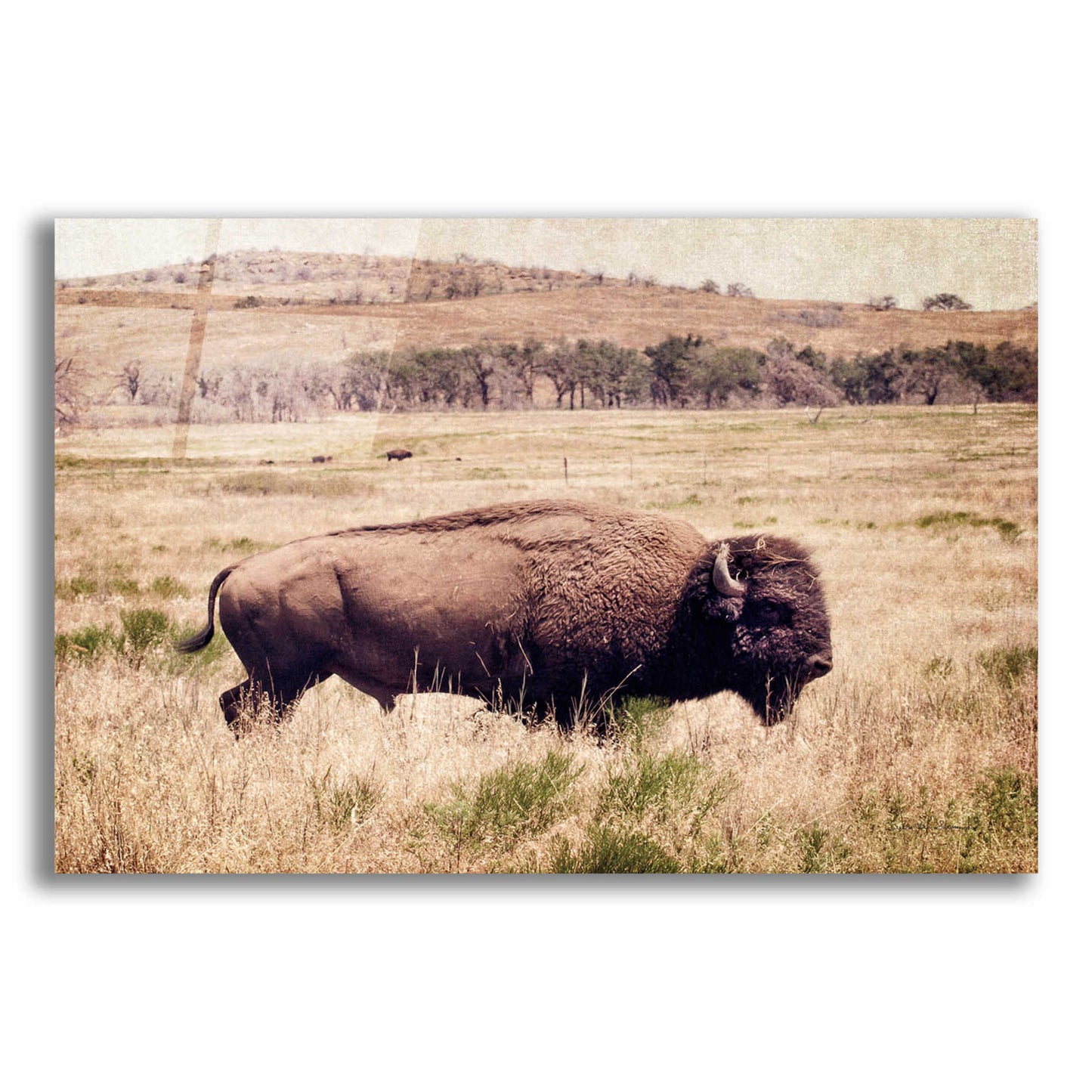 Epic Art 'Buffalo I' by Debra Van Swearingen, Acrylic Glass Wall Art,24x16