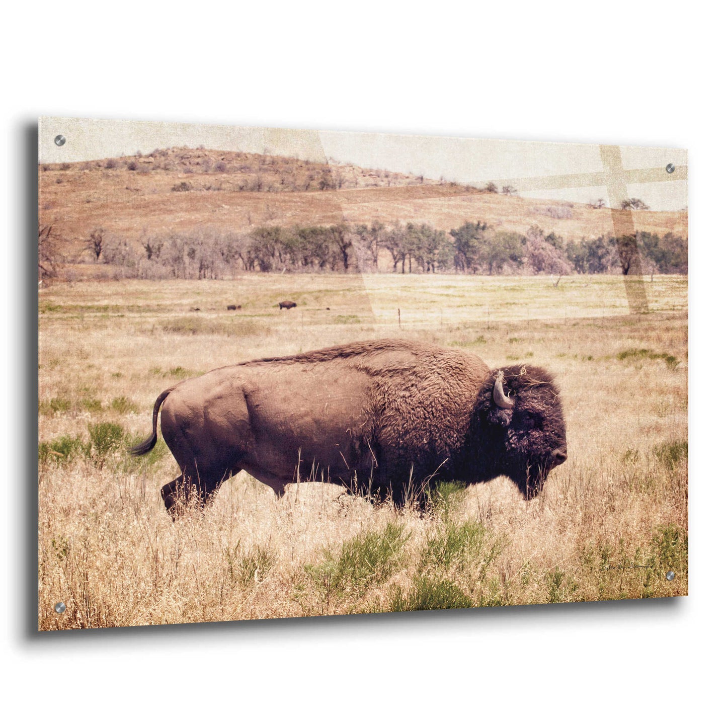 Epic Art 'Buffalo I' by Debra Van Swearingen, Acrylic Glass Wall Art,36x24