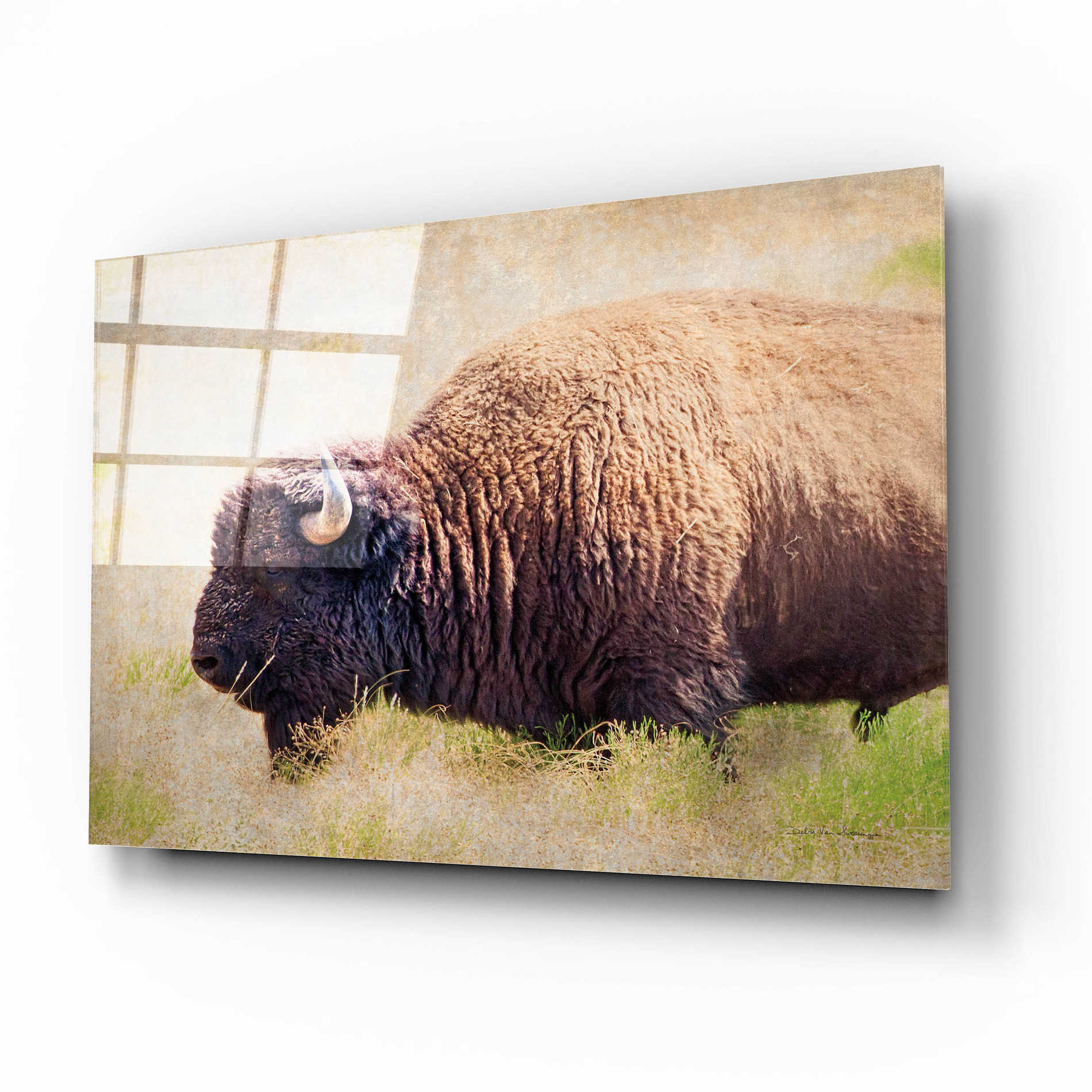 Epic Art 'Buffalo II' by Debra Van Swearingen, Acrylic Glass Wall Art,16x12