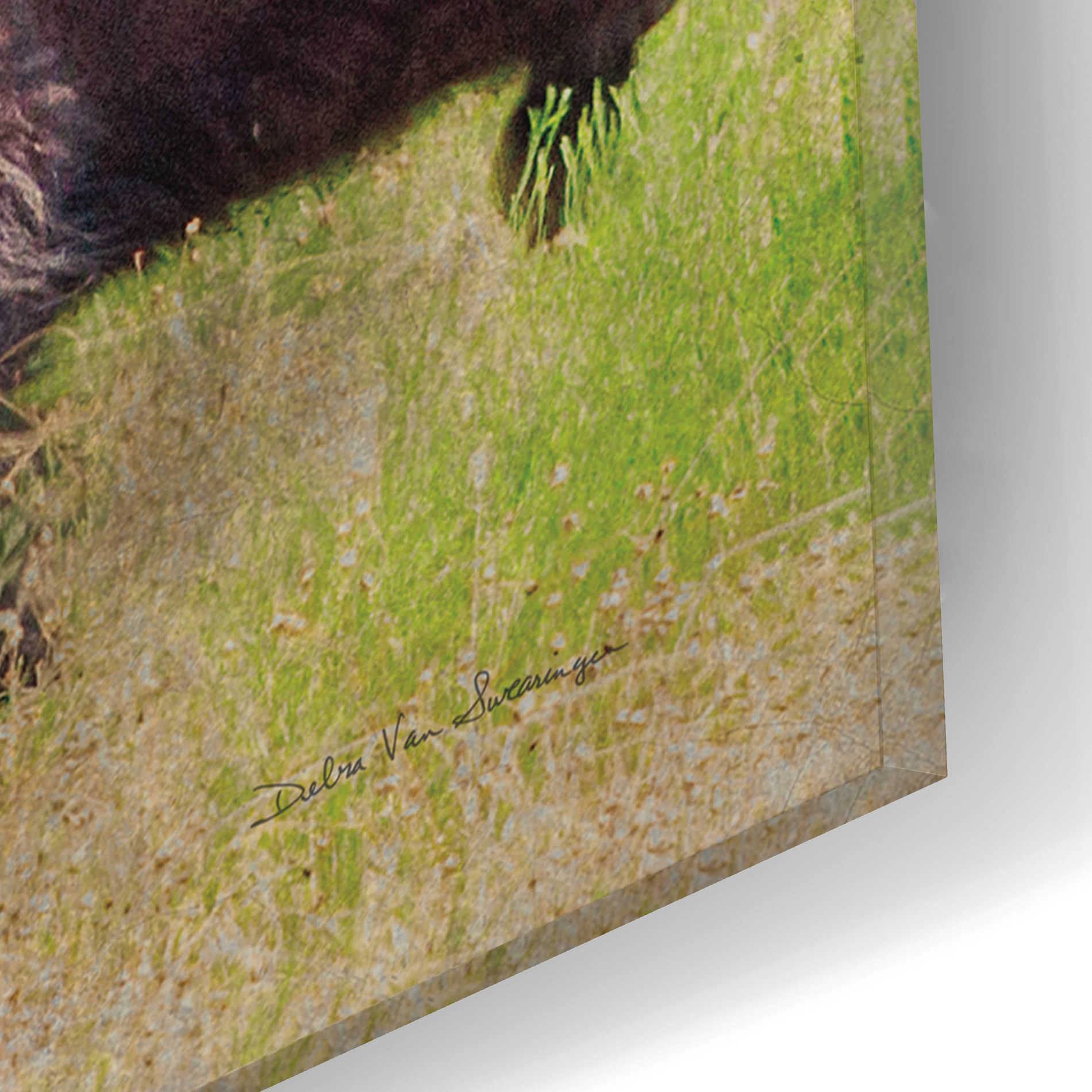 Epic Art 'Buffalo II' by Debra Van Swearingen, Acrylic Glass Wall Art,16x12