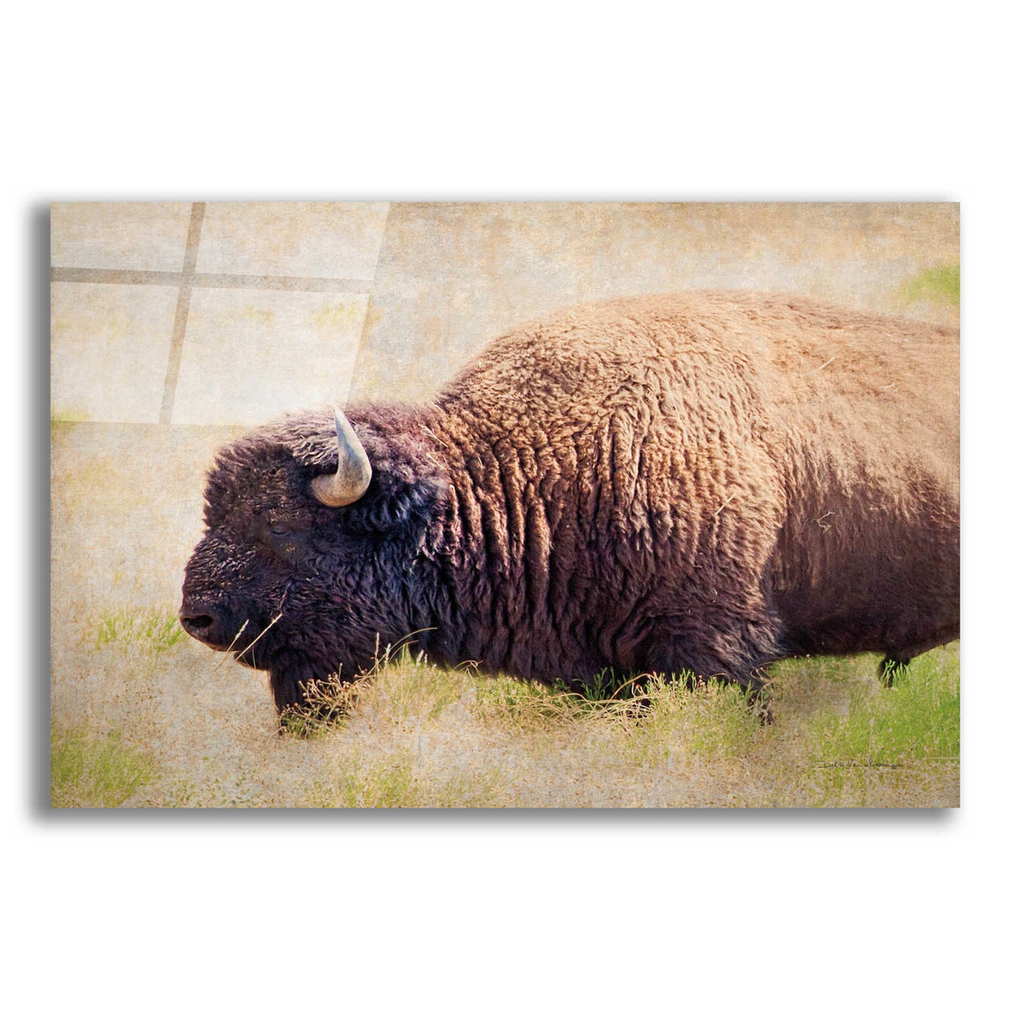 Epic Art 'Buffalo II' by Debra Van Swearingen, Acrylic Glass Wall Art,16x12