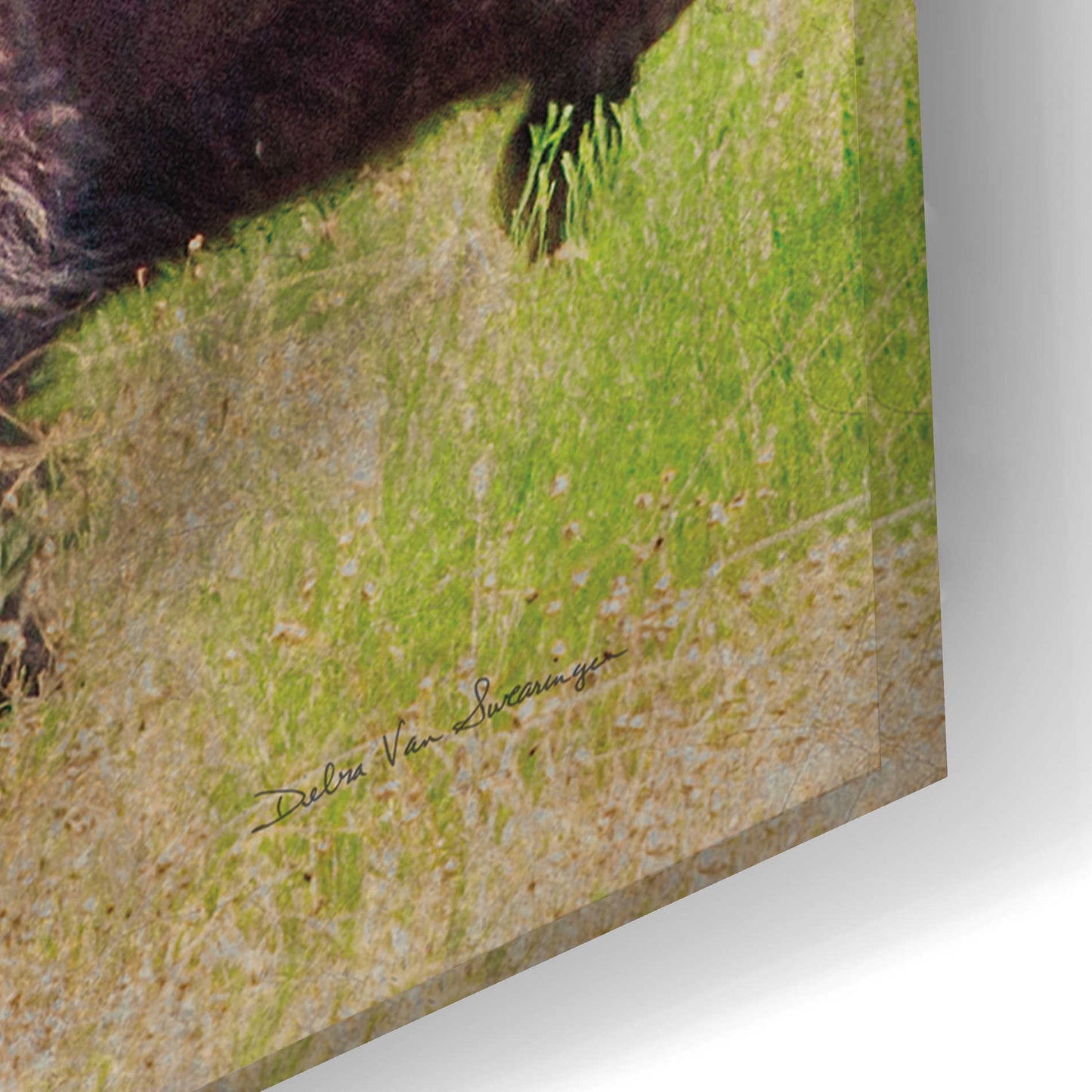 Epic Art 'Buffalo II' by Debra Van Swearingen, Acrylic Glass Wall Art,24x16