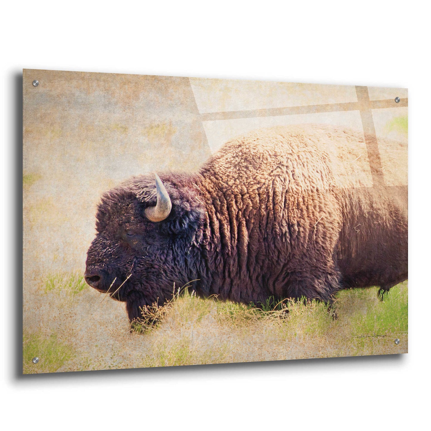 Epic Art 'Buffalo II' by Debra Van Swearingen, Acrylic Glass Wall Art,36x24