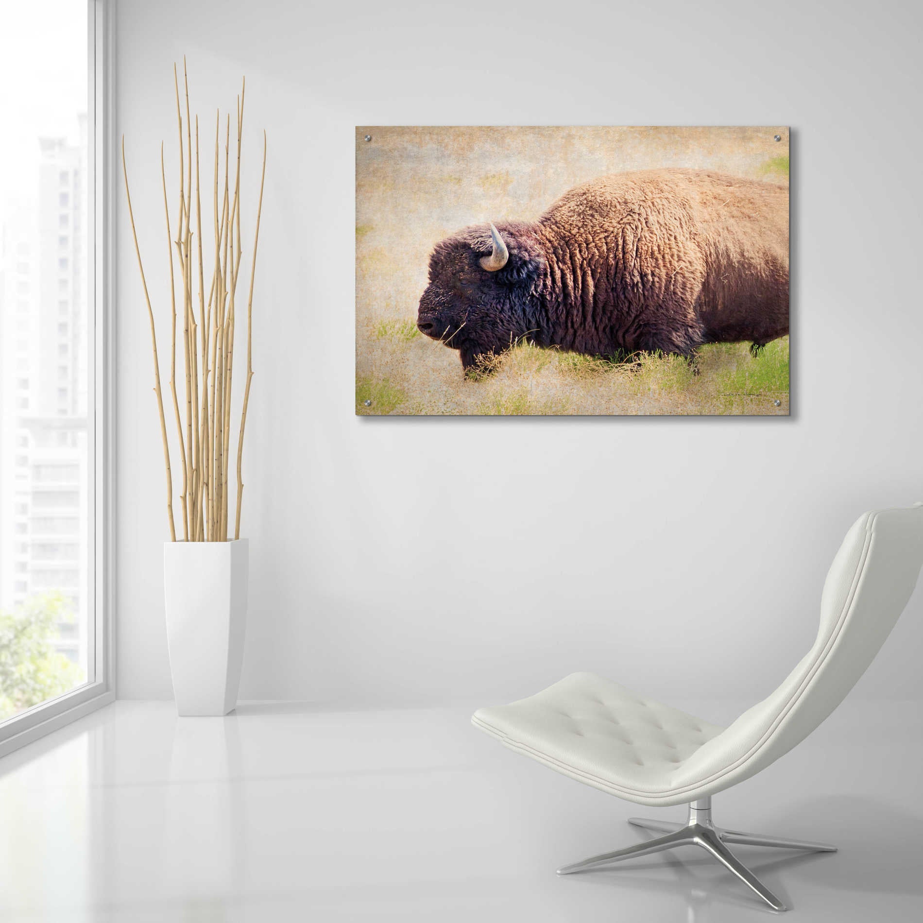 Epic Art 'Buffalo II' by Debra Van Swearingen, Acrylic Glass Wall Art,36x24