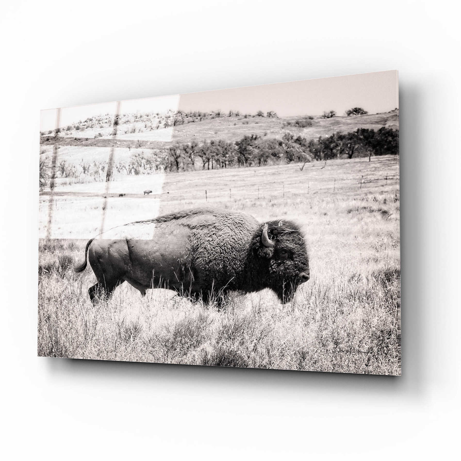 Epic Art 'Buffalo I BW' by Debra Van Swearingen, Acrylic Glass Wall Art,16x12