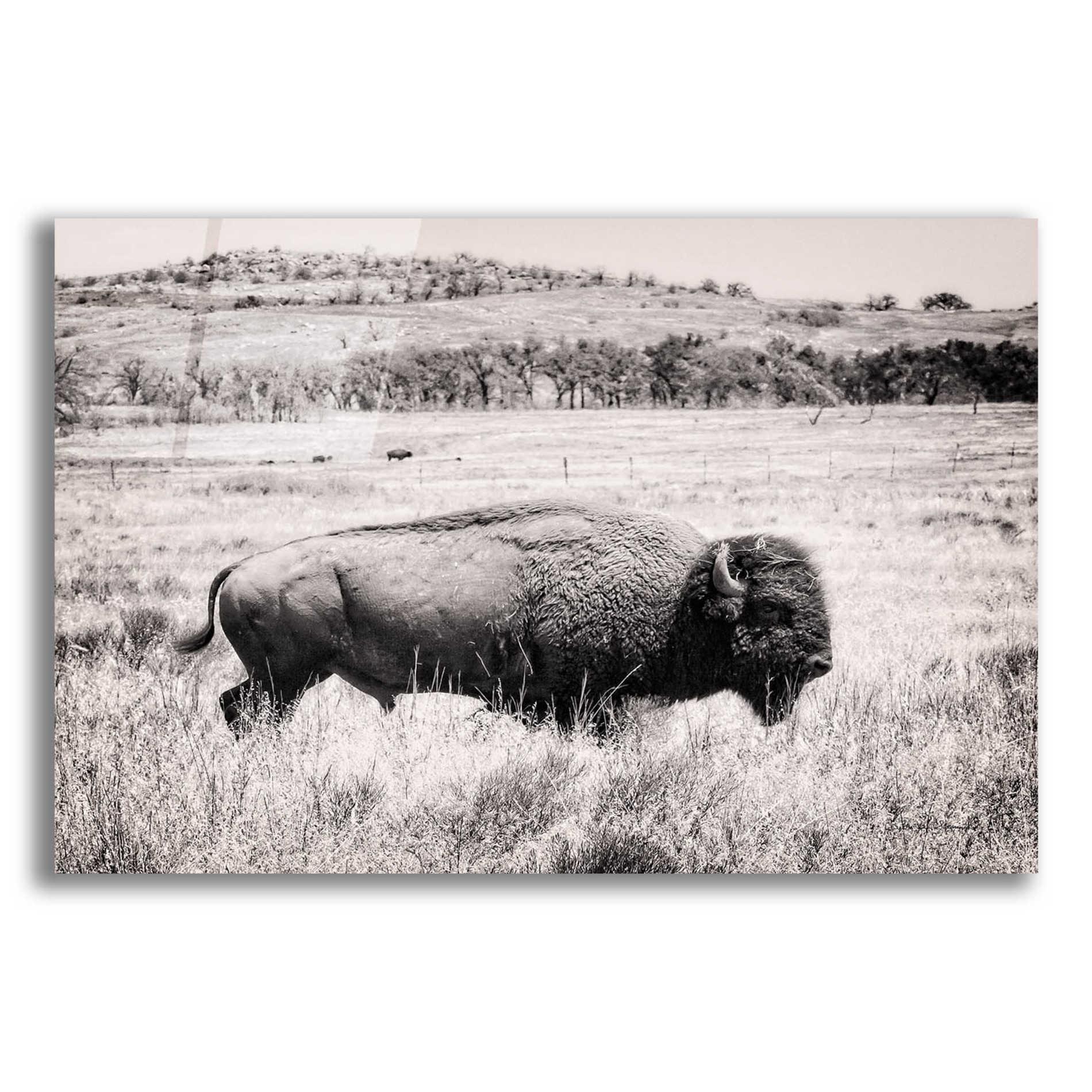 Epic Art 'Buffalo I BW' by Debra Van Swearingen, Acrylic Glass Wall Art,16x12