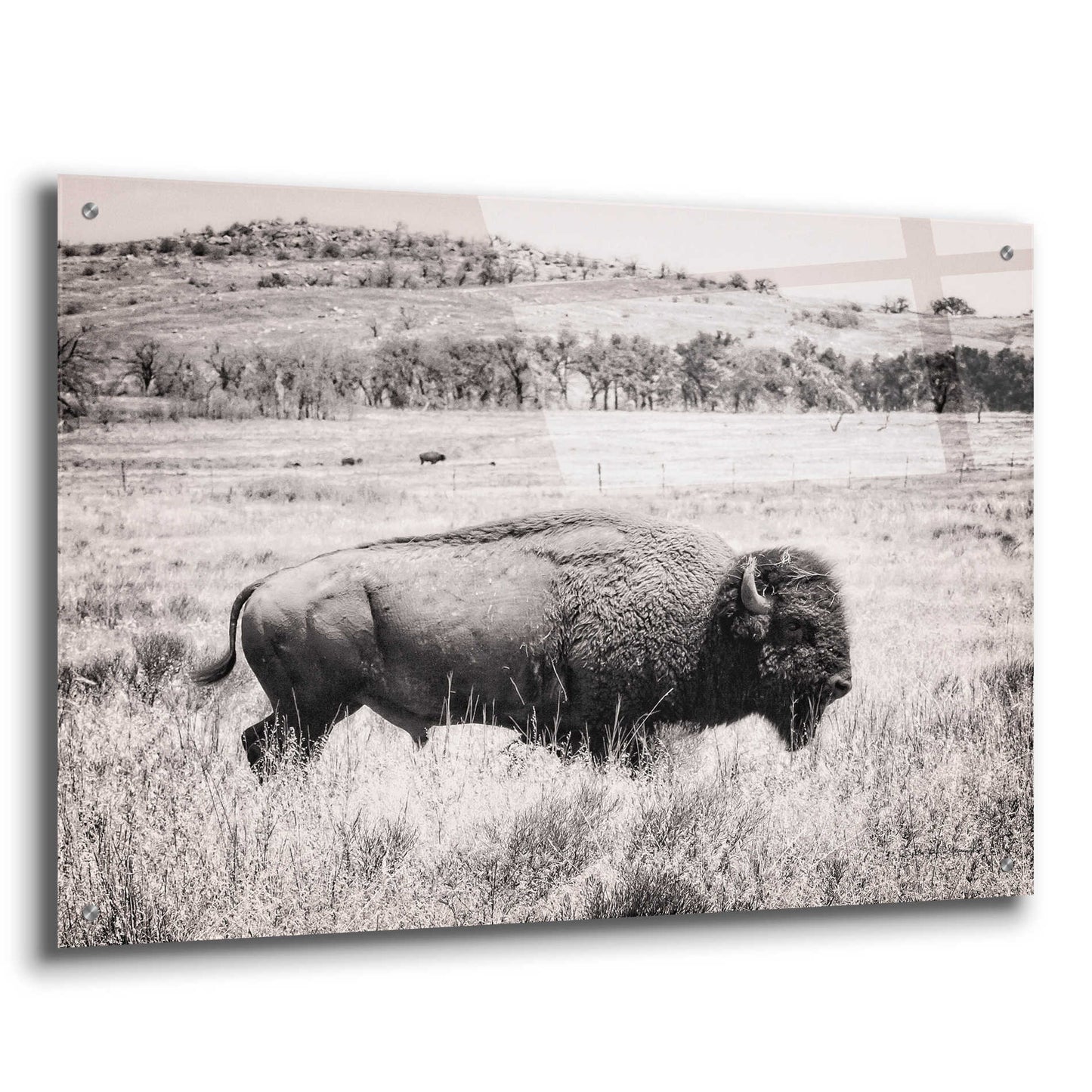 Epic Art 'Buffalo I BW' by Debra Van Swearingen, Acrylic Glass Wall Art,36x24