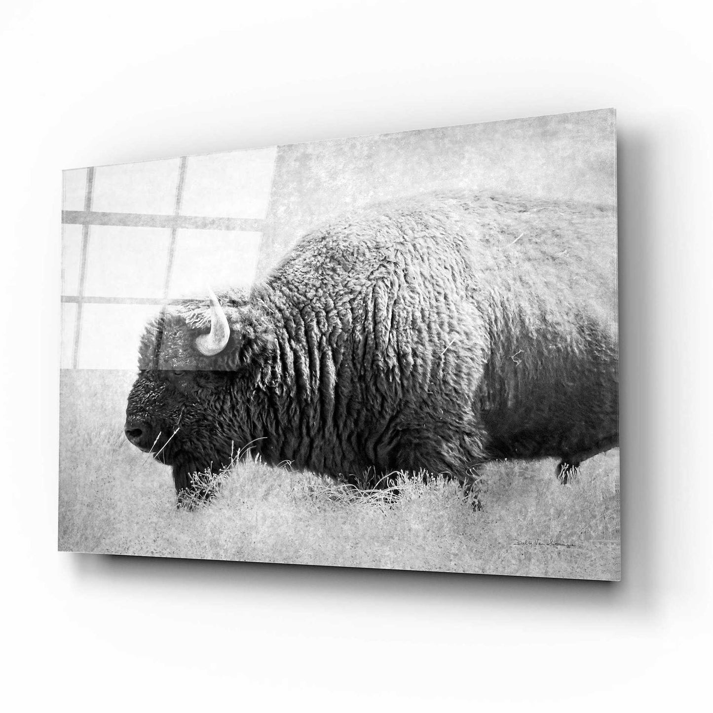 Epic Art 'Buffalo II BW' by Debra Van Swearingen, Acrylic Glass Wall Art,16x12