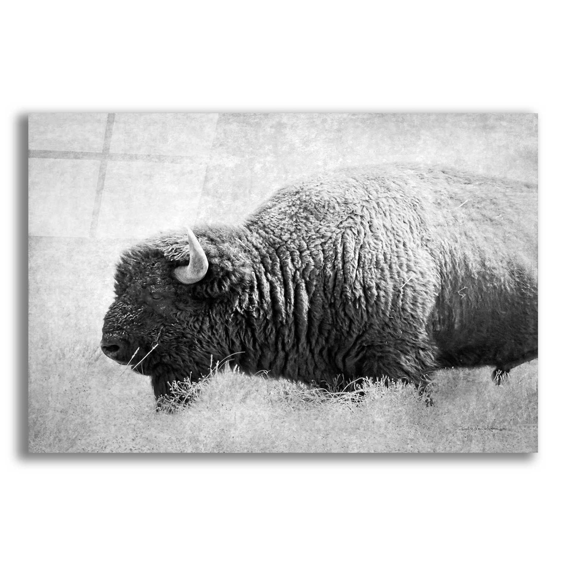 Epic Art 'Buffalo II BW' by Debra Van Swearingen, Acrylic Glass Wall Art,16x12