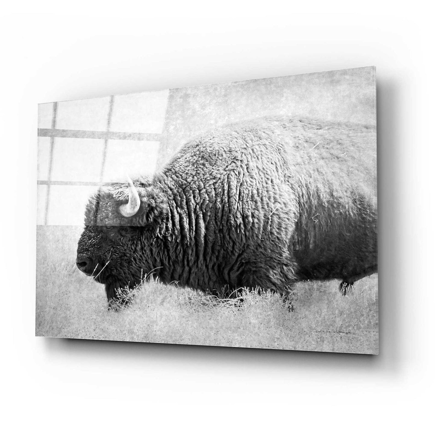 Epic Art 'Buffalo II BW' by Debra Van Swearingen, Acrylic Glass Wall Art,24x16