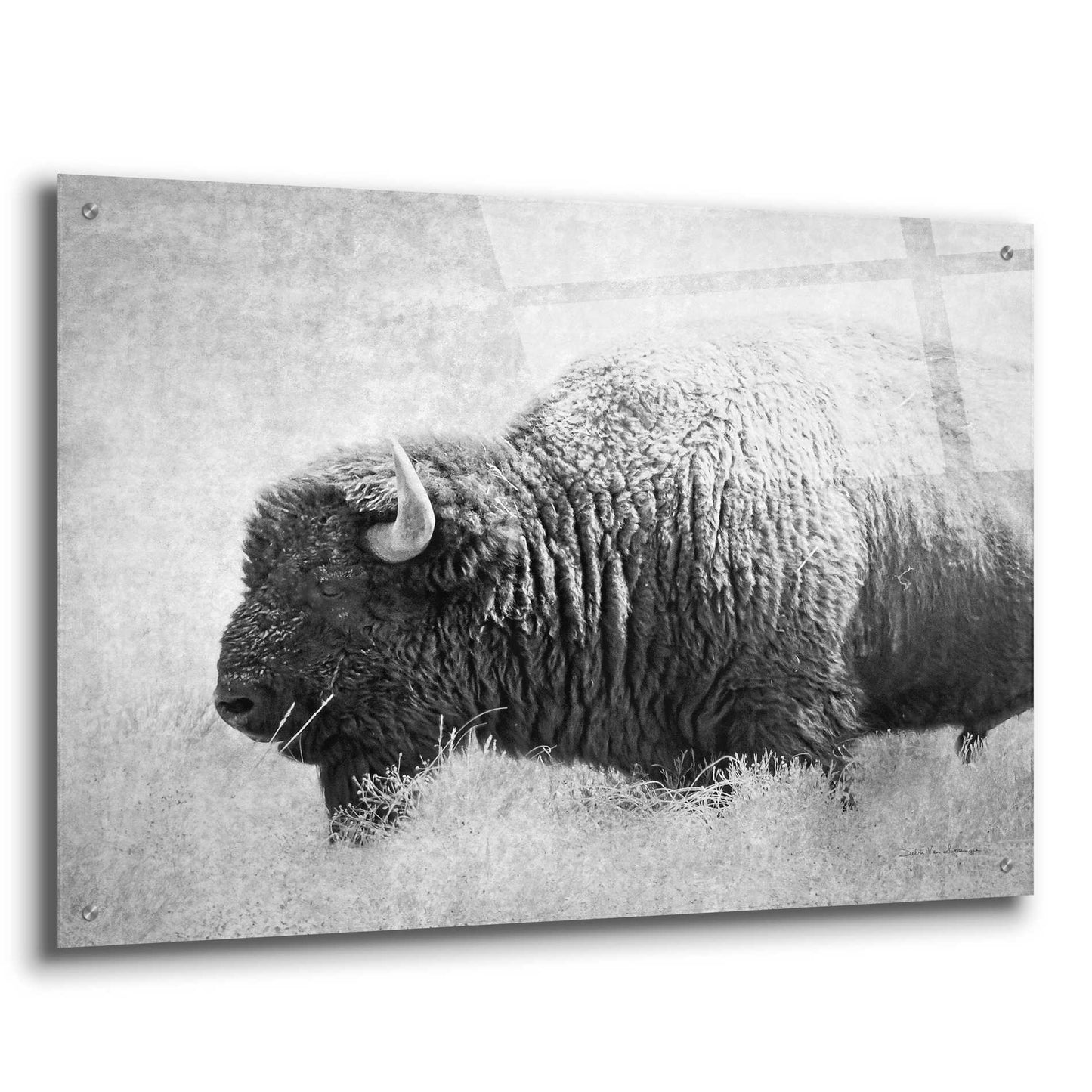 Epic Art 'Buffalo II BW' by Debra Van Swearingen, Acrylic Glass Wall Art,36x24