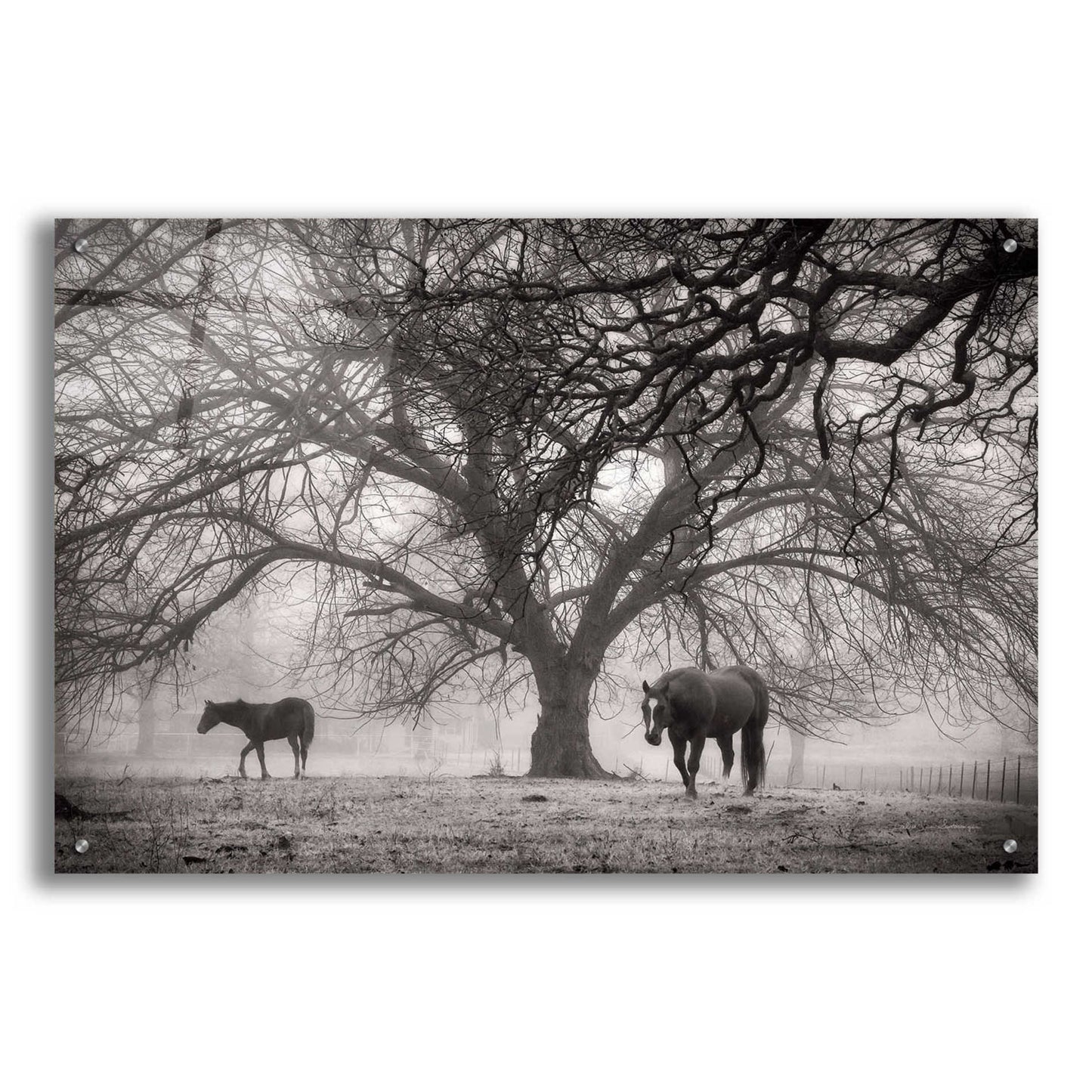 Epic Art 'Morning Calm II BW' by Debra Van Swearingen, Acrylic Glass Wall Art,36x24