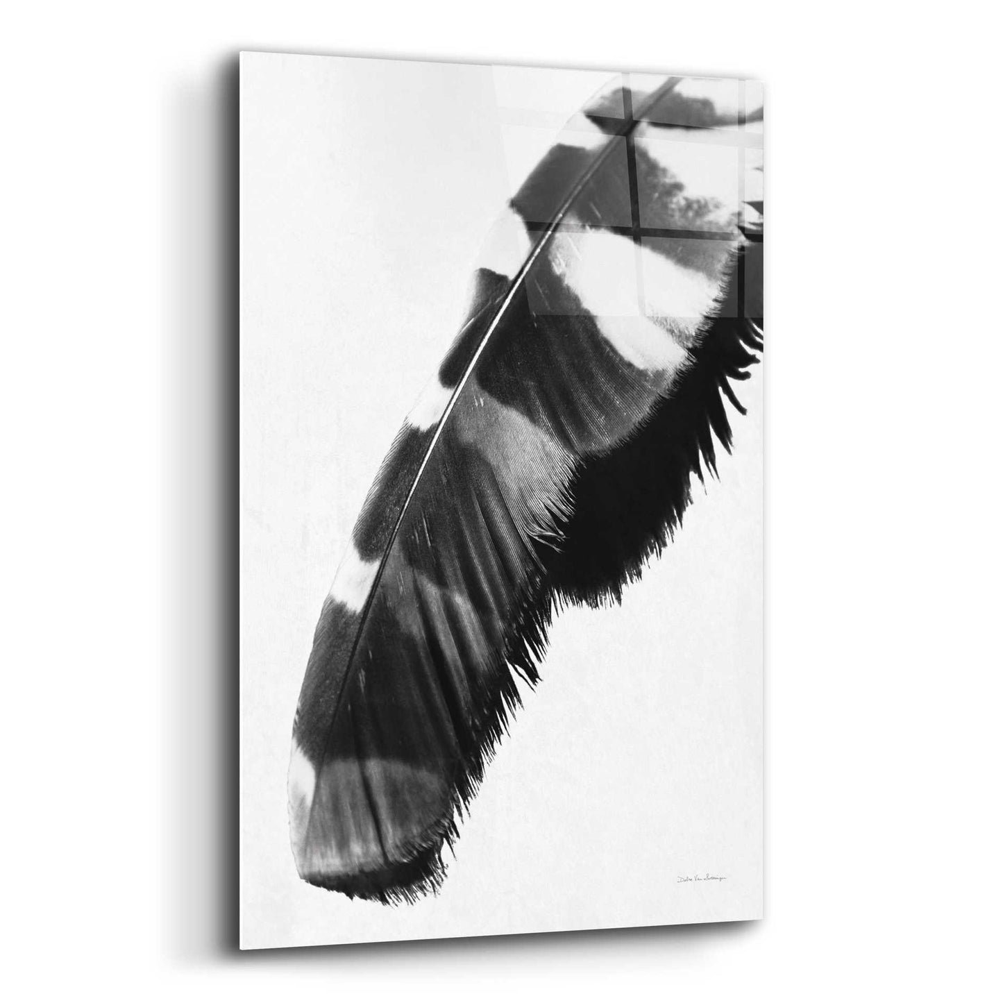 Epic Art 'Feather Shadow II White' by Debra Van Swearingen, Acrylic Glass Wall Art,12x16