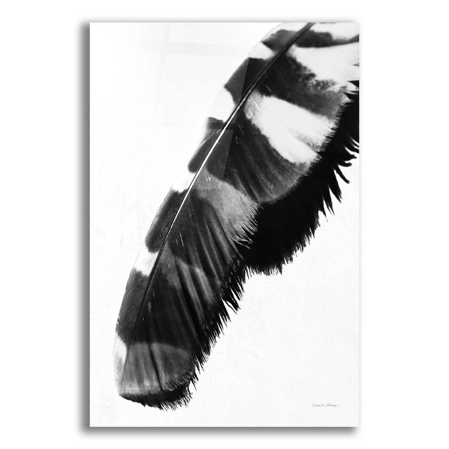 Epic Art 'Feather Shadow II White' by Debra Van Swearingen, Acrylic Glass Wall Art,12x16