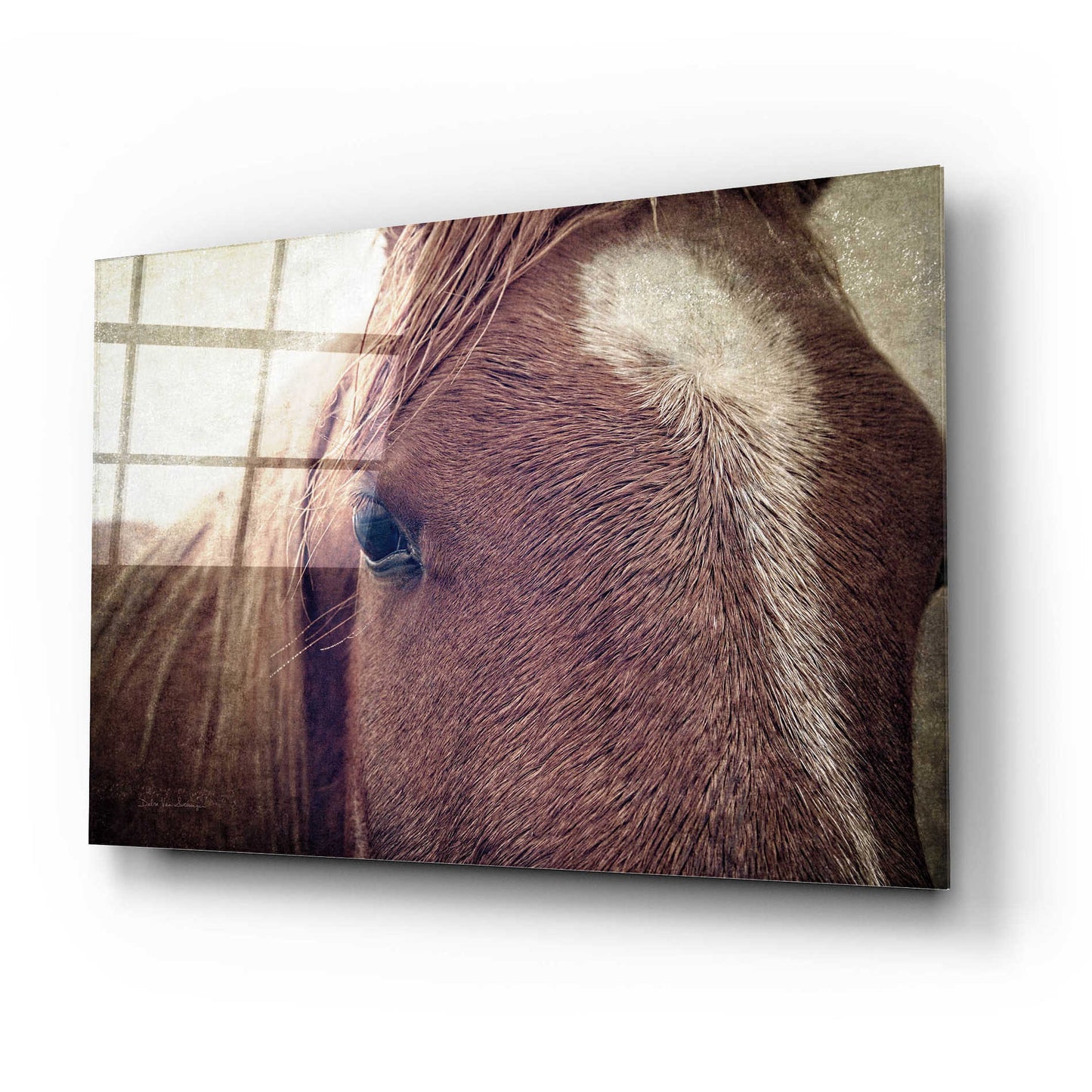 Epic Art 'Dew Lashes' by Debra Van Swearingen, Acrylic Glass Wall Art,24x16