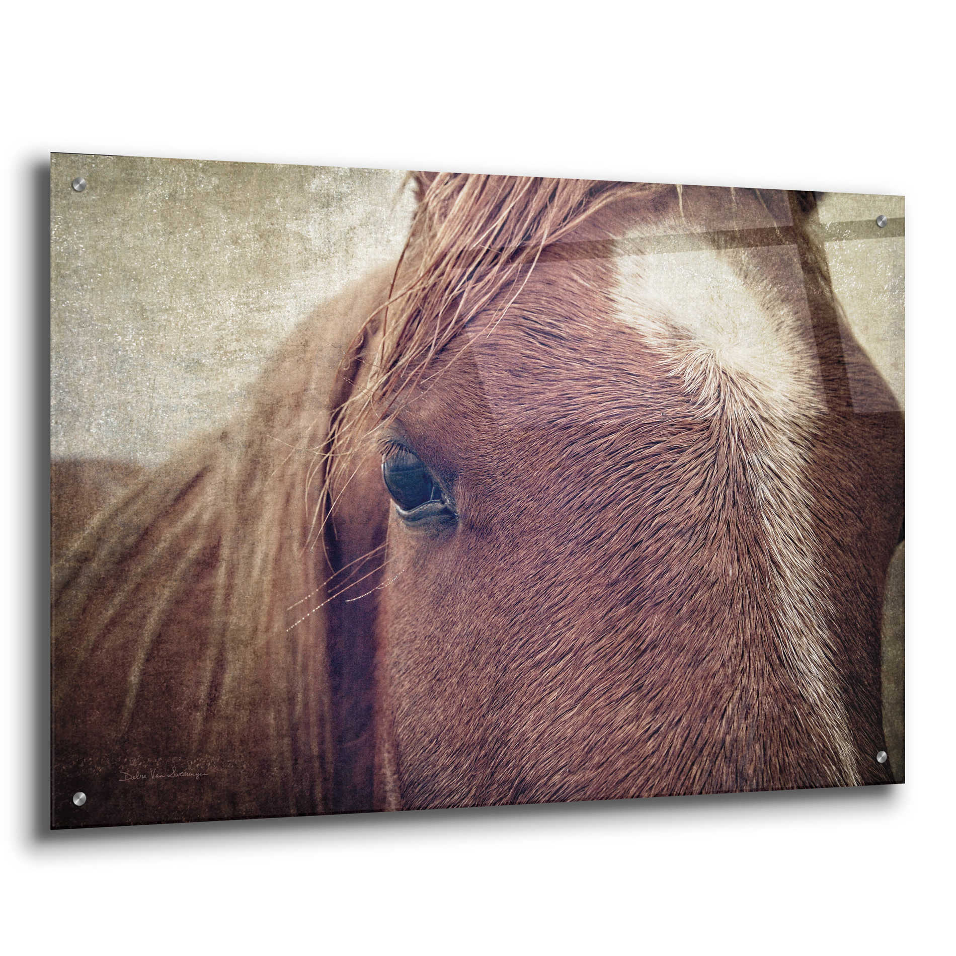 Epic Art 'Dew Lashes' by Debra Van Swearingen, Acrylic Glass Wall Art,36x24