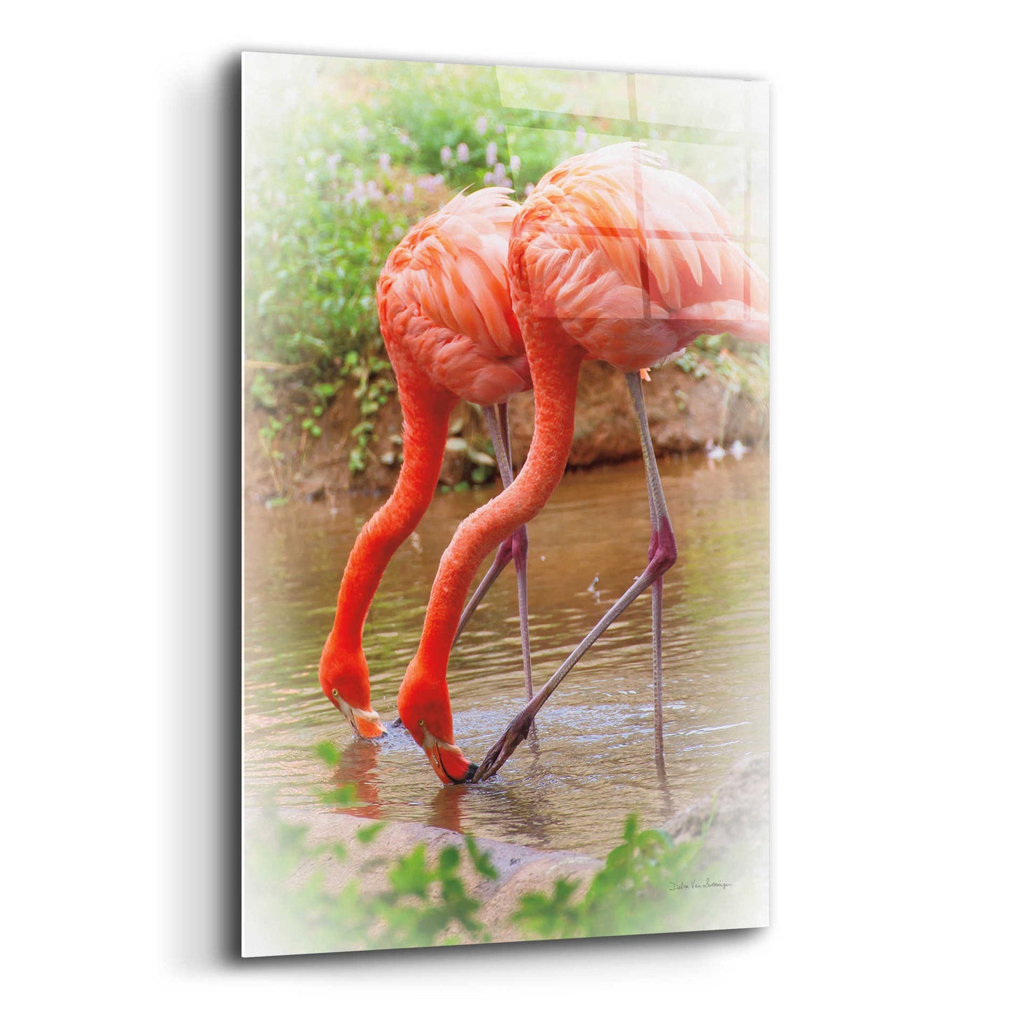 Epic Art 'Two Flamingos' by Debra Van Swearingen, Acrylic Glass Wall Art,12x16