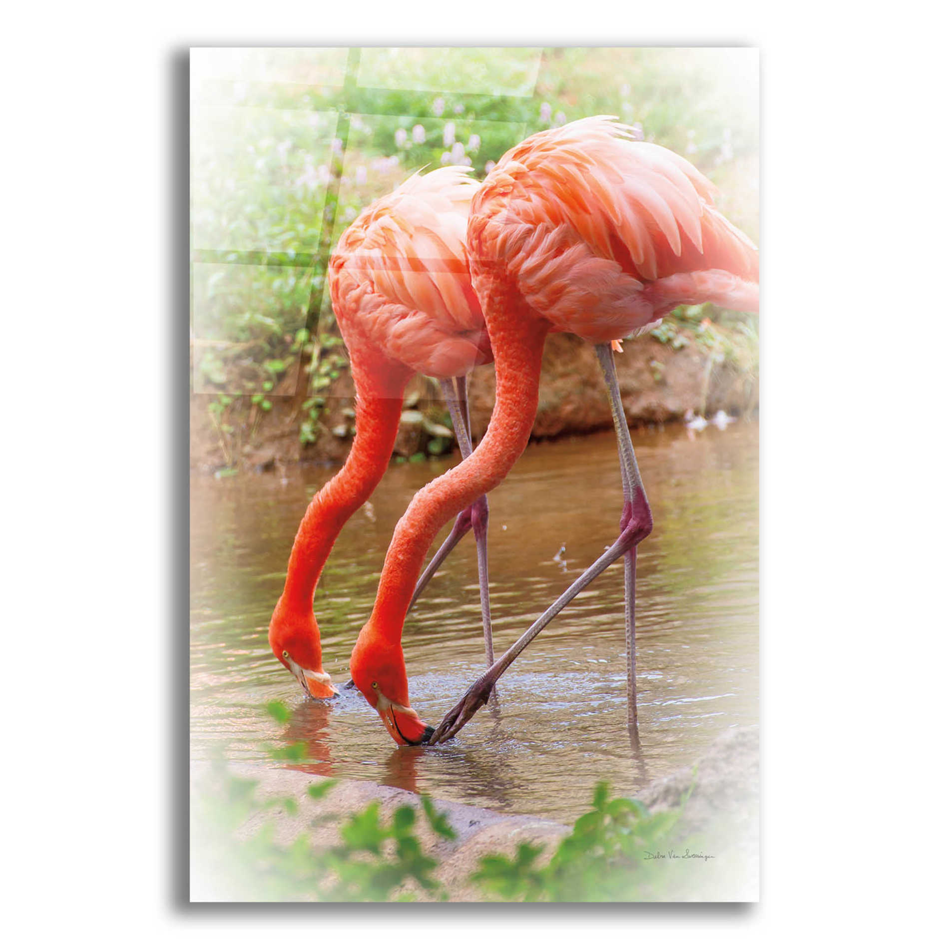 Epic Art 'Two Flamingos' by Debra Van Swearingen, Acrylic Glass Wall Art,12x16