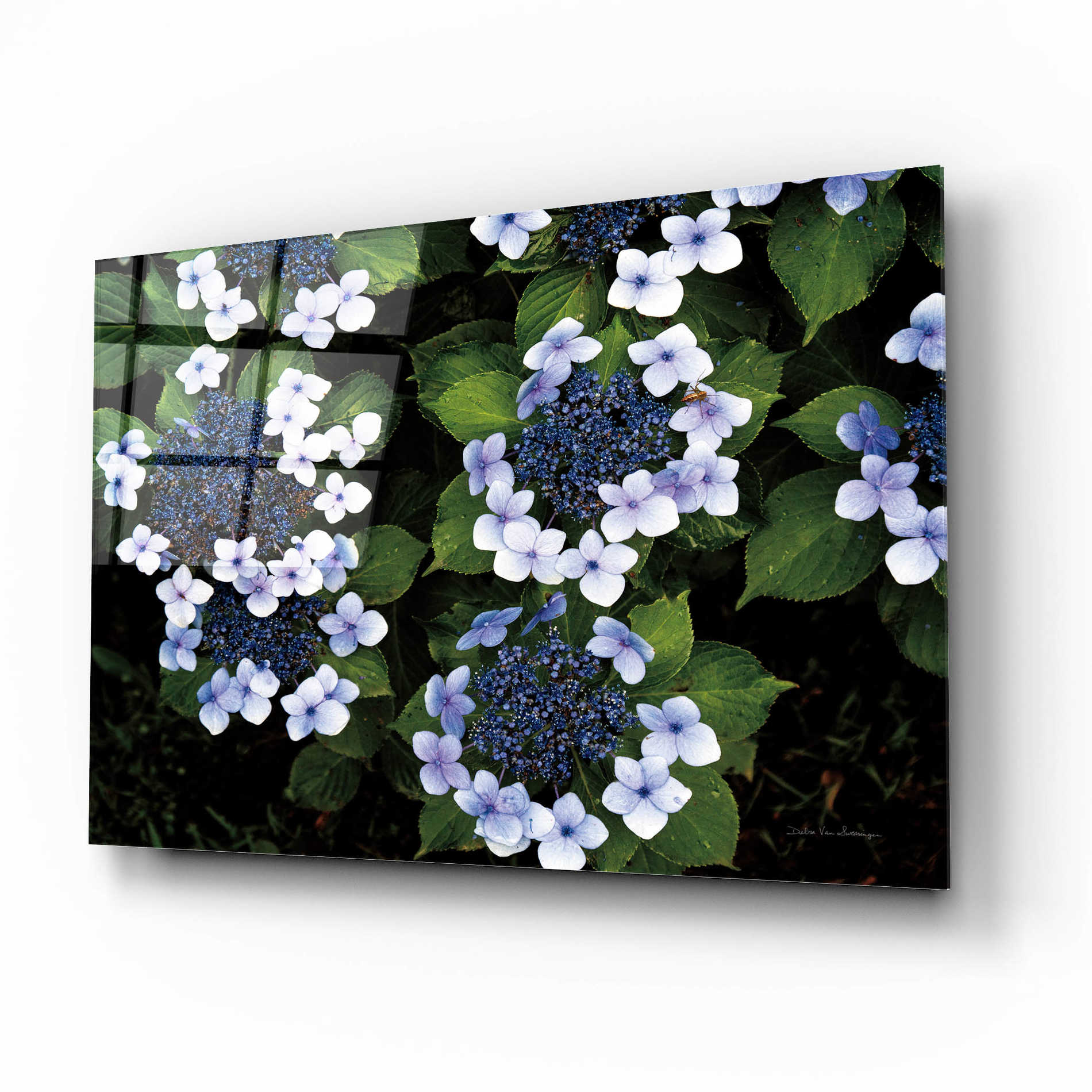 Epic Art 'Hydrangeas Opening' by Debra Van Swearingen, Acrylic Glass Wall Art,16x12