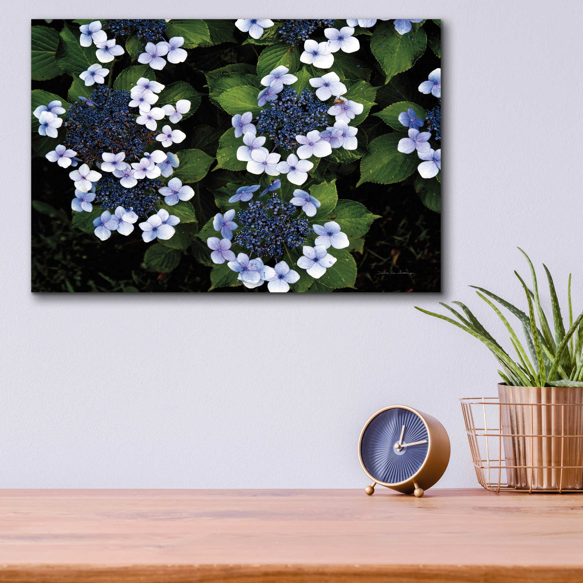 Epic Art 'Hydrangeas Opening' by Debra Van Swearingen, Acrylic Glass Wall Art,16x12