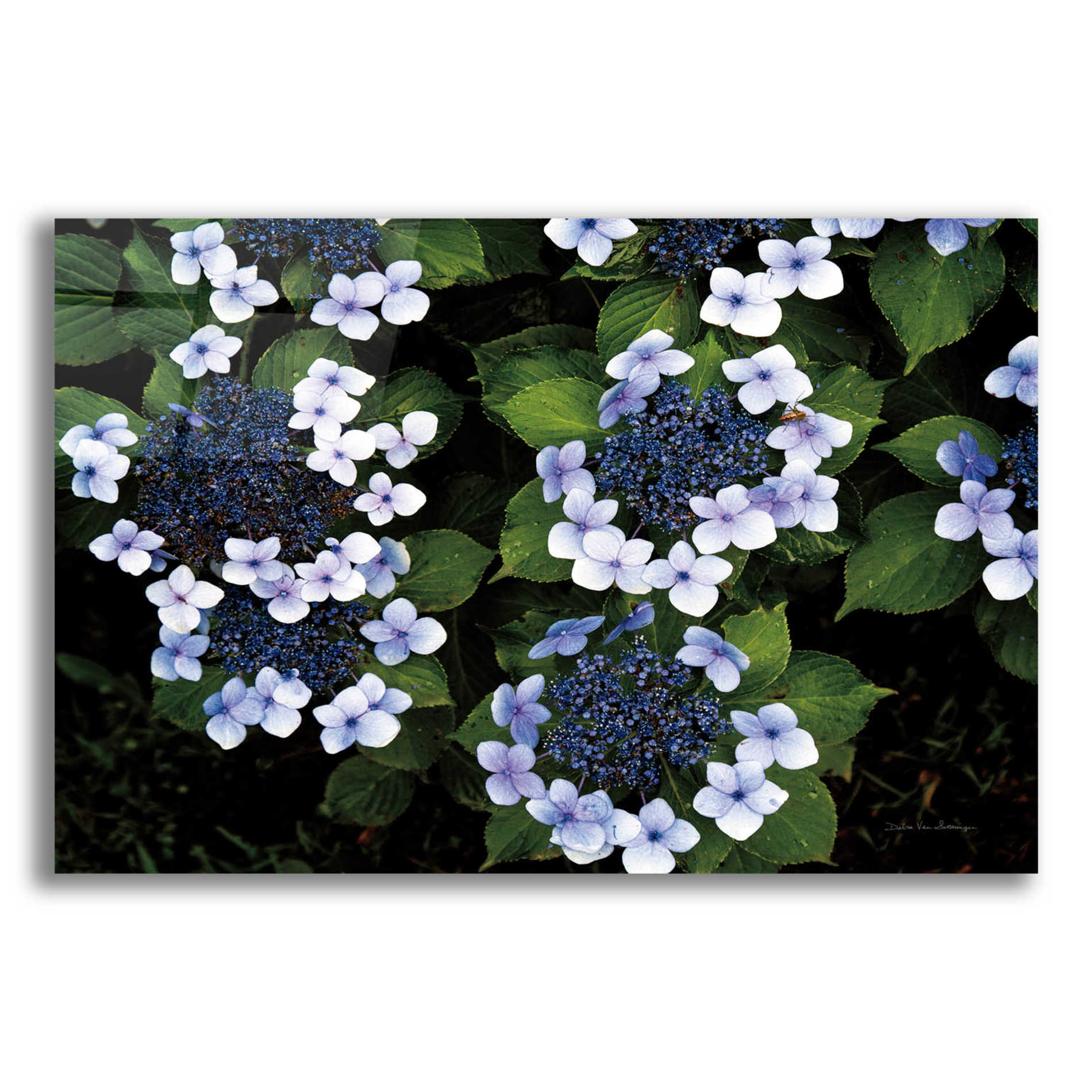 Epic Art 'Hydrangeas Opening' by Debra Van Swearingen, Acrylic Glass Wall Art,16x12