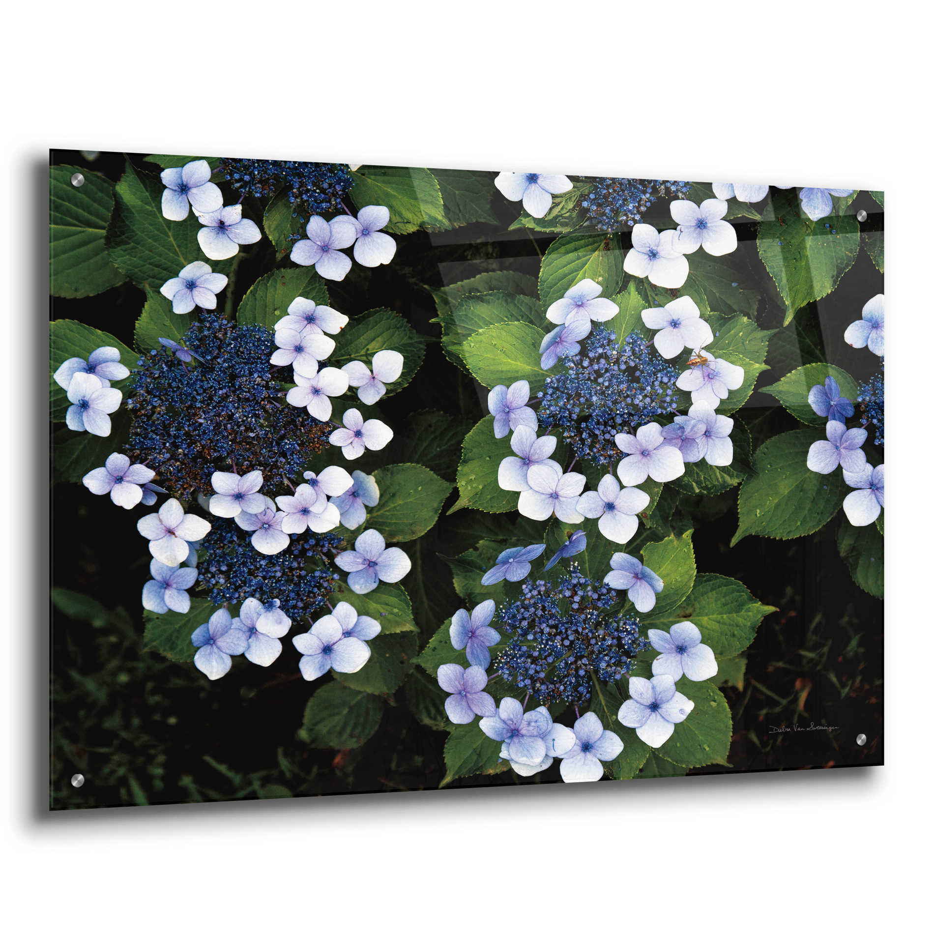 Epic Art 'Hydrangeas Opening' by Debra Van Swearingen, Acrylic Glass Wall Art,36x24