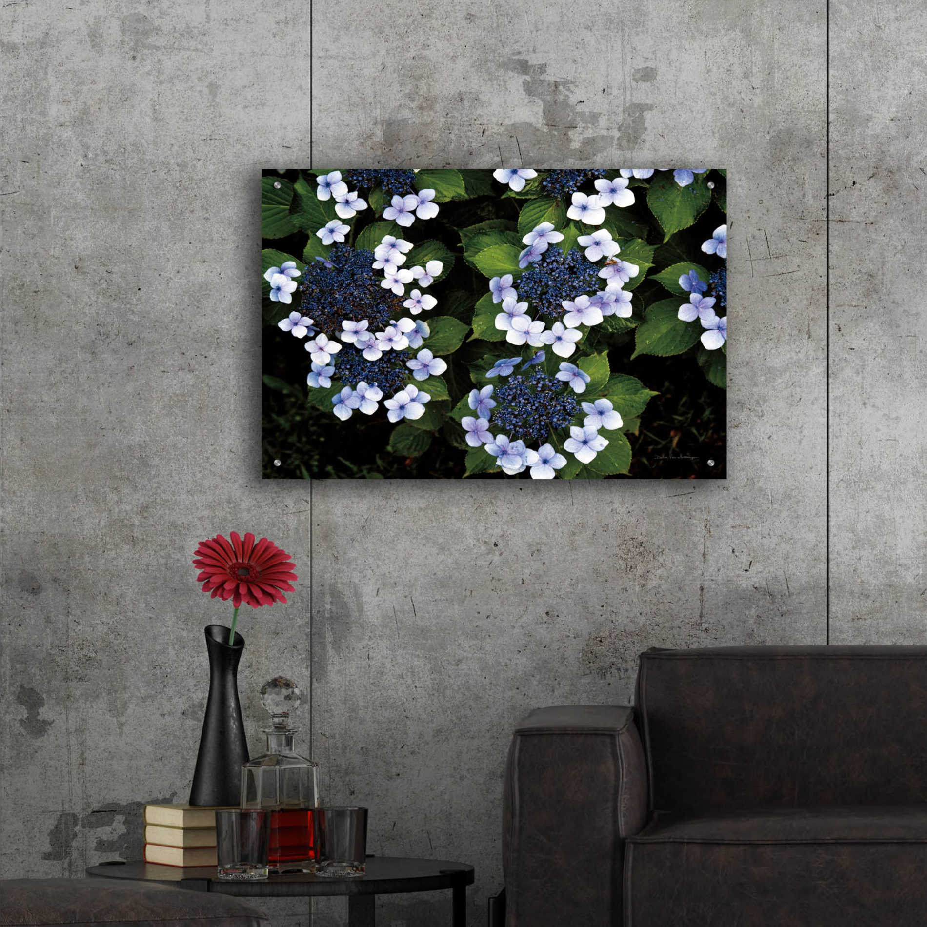 Epic Art 'Hydrangeas Opening' by Debra Van Swearingen, Acrylic Glass Wall Art,36x24