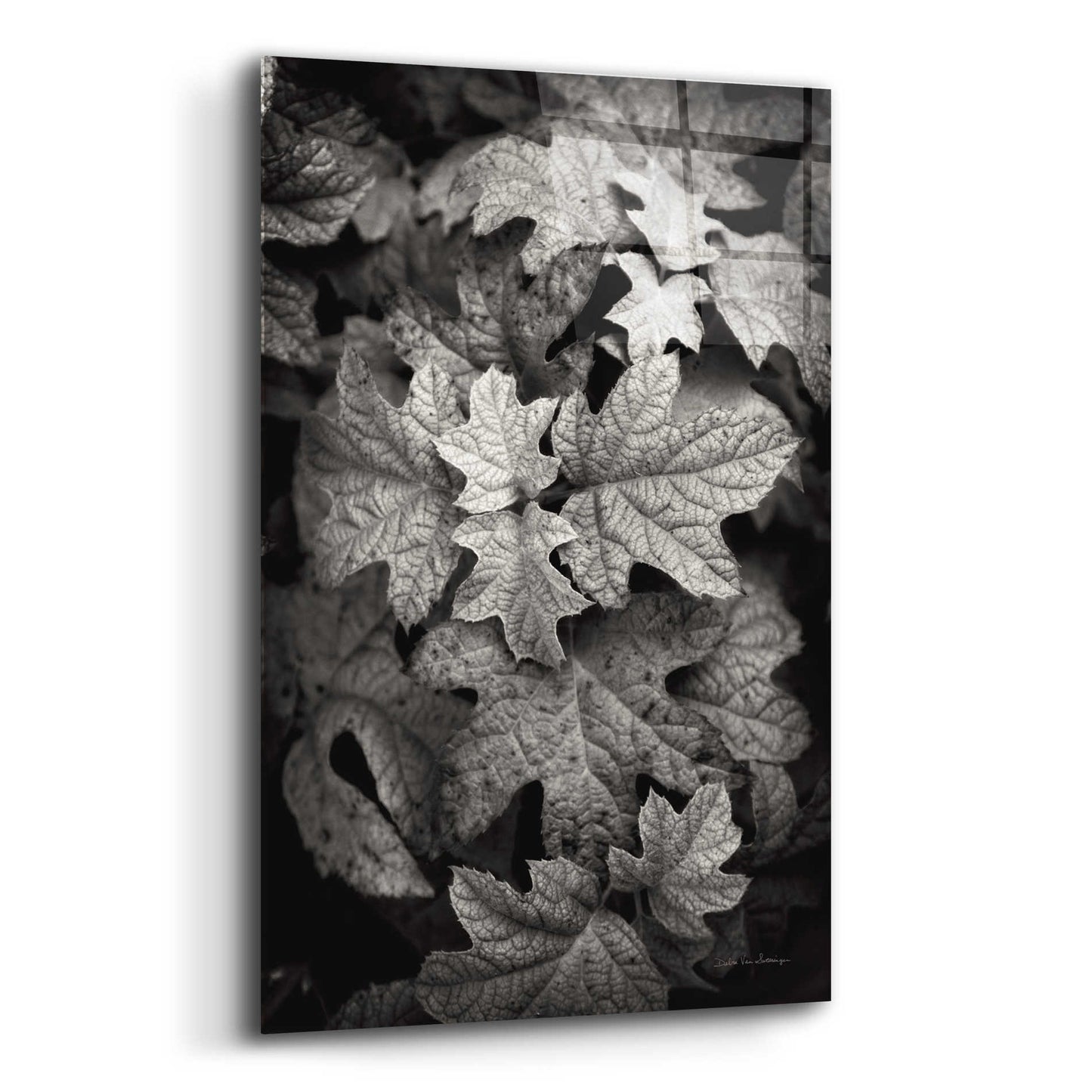 Epic Art 'Hydrangea Leaves in Black and White' by Debra Van Swearingen, Acrylic Glass Wall Art,12x16