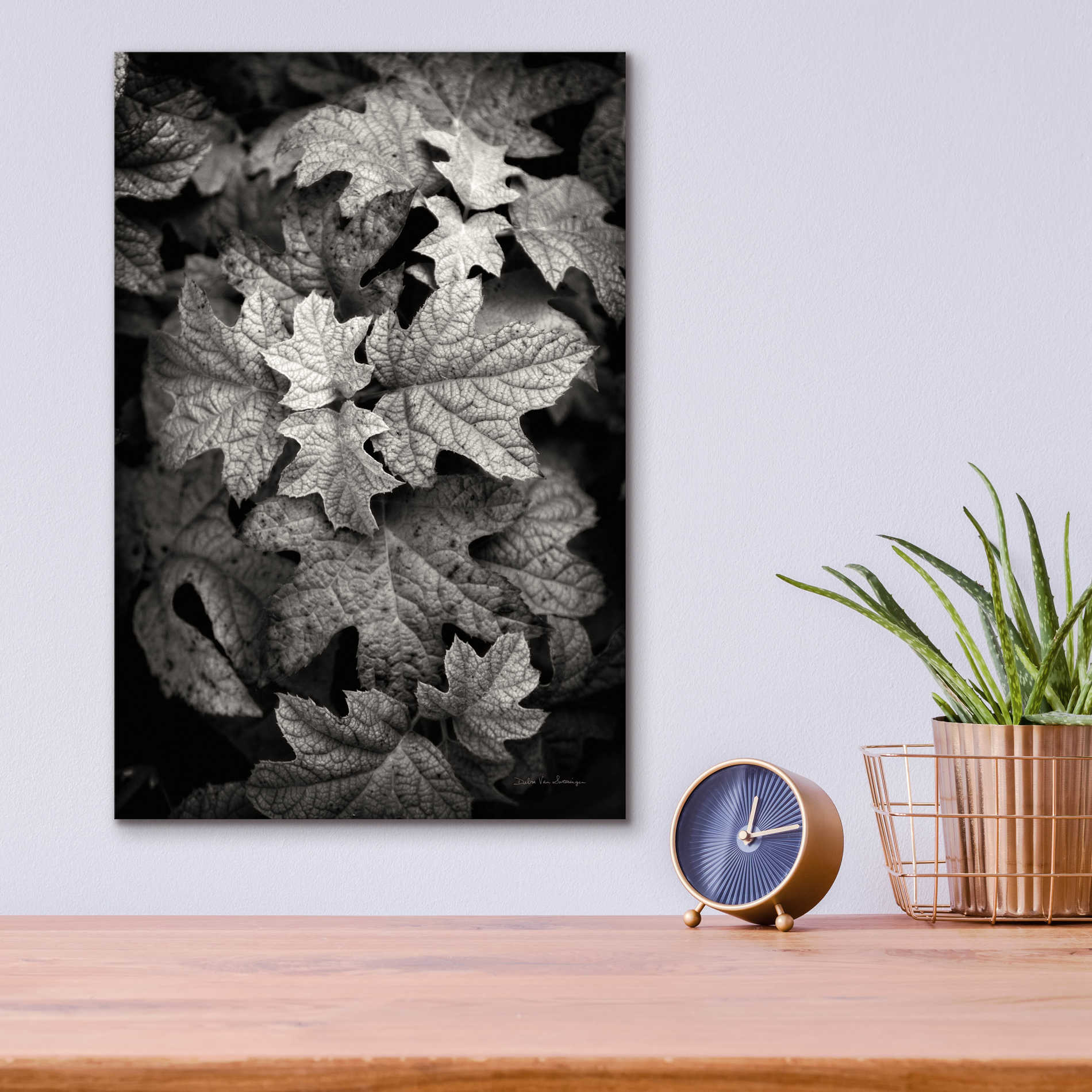 Epic Art 'Hydrangea Leaves in Black and White' by Debra Van Swearingen, Acrylic Glass Wall Art,12x16