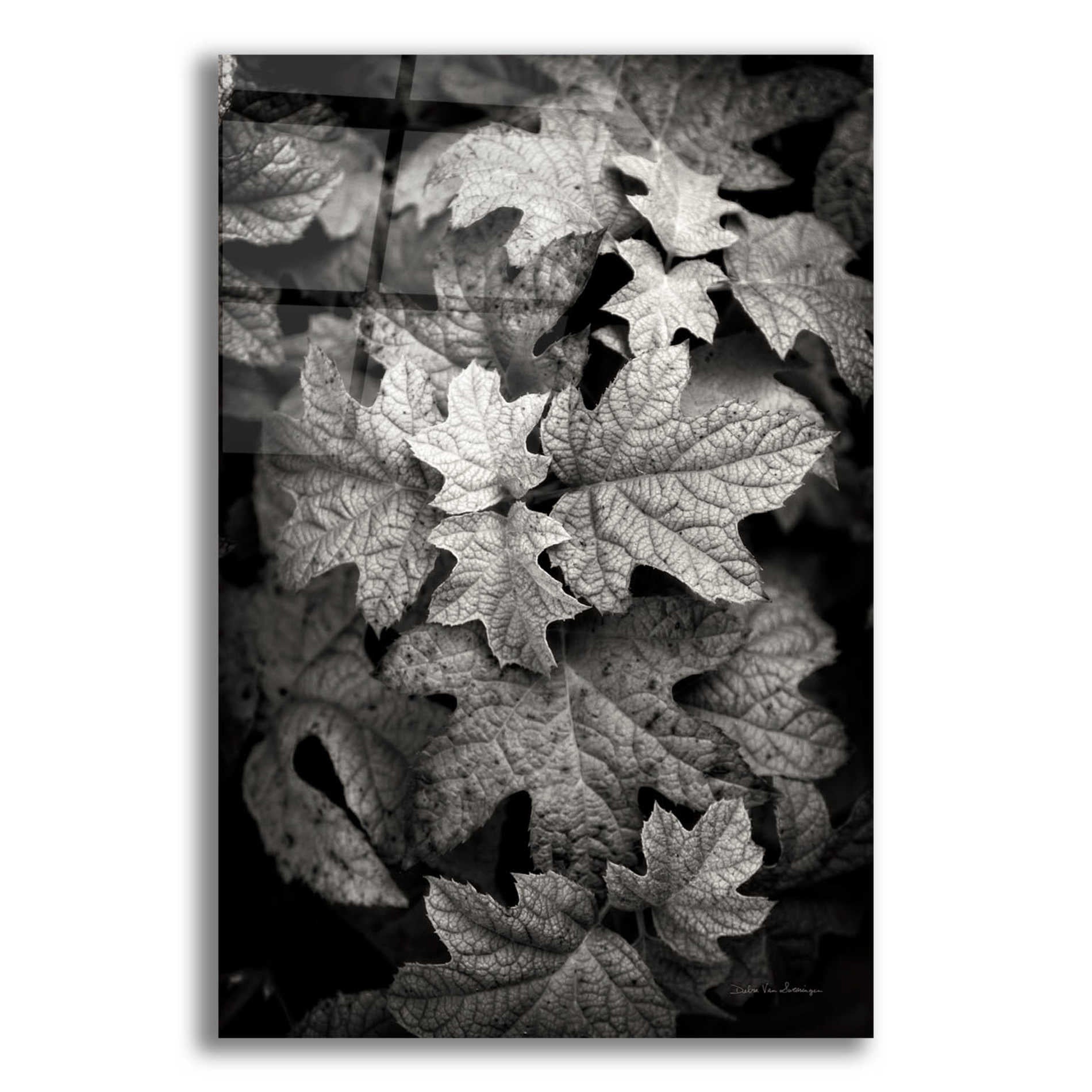 Epic Art 'Hydrangea Leaves in Black and White' by Debra Van Swearingen, Acrylic Glass Wall Art,12x16