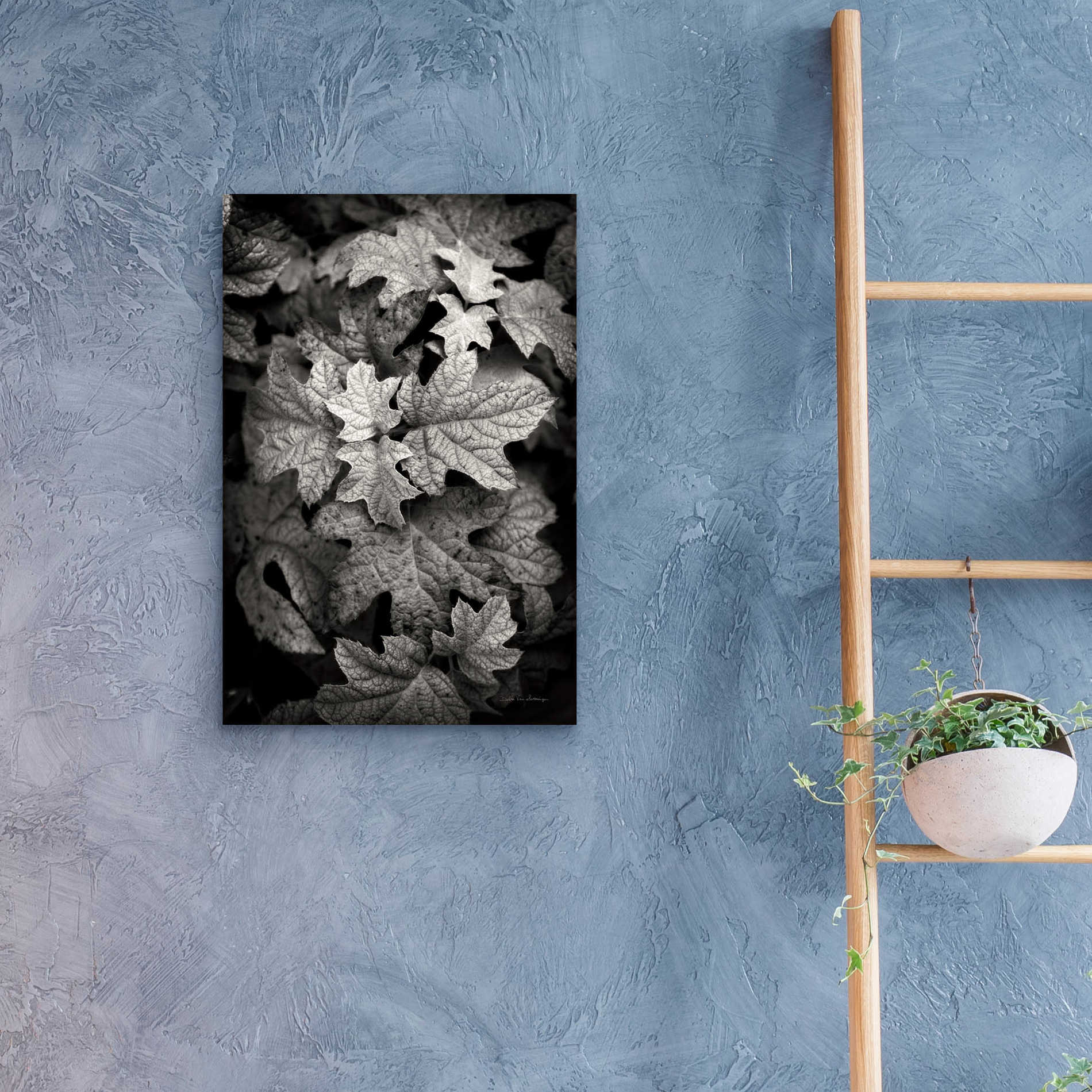 Epic Art 'Hydrangea Leaves in Black and White' by Debra Van Swearingen, Acrylic Glass Wall Art,16x24