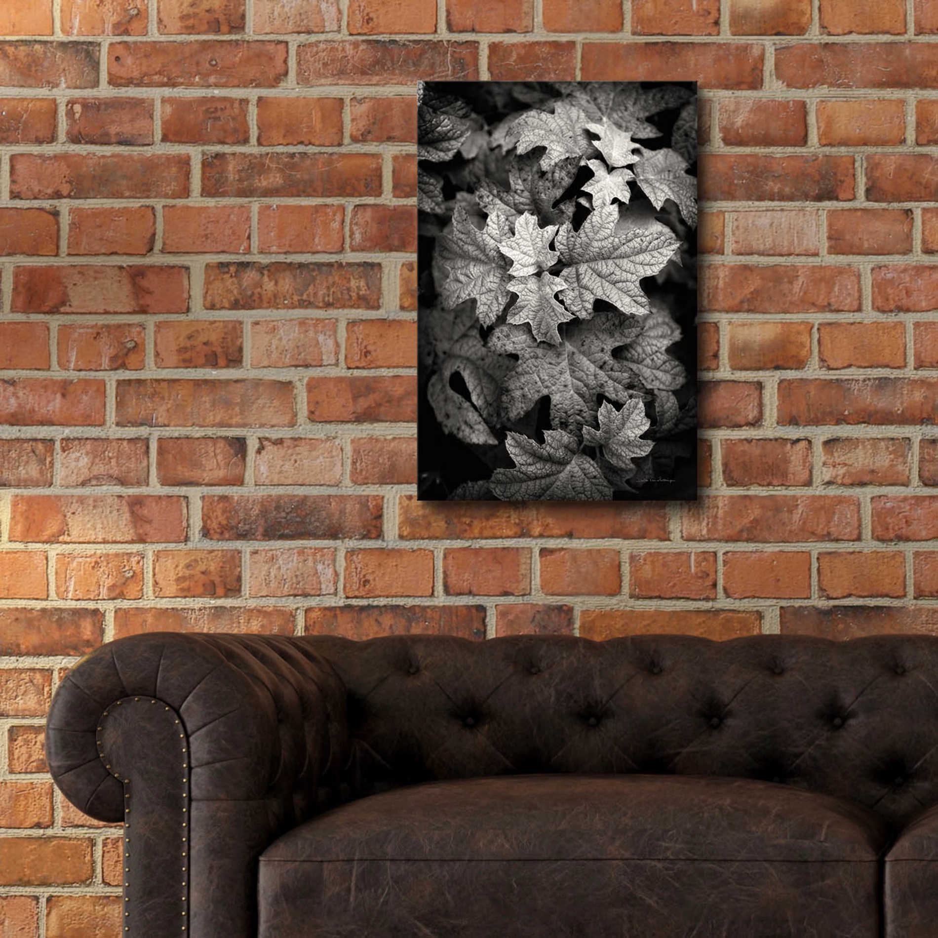 Epic Art 'Hydrangea Leaves in Black and White' by Debra Van Swearingen, Acrylic Glass Wall Art,16x24