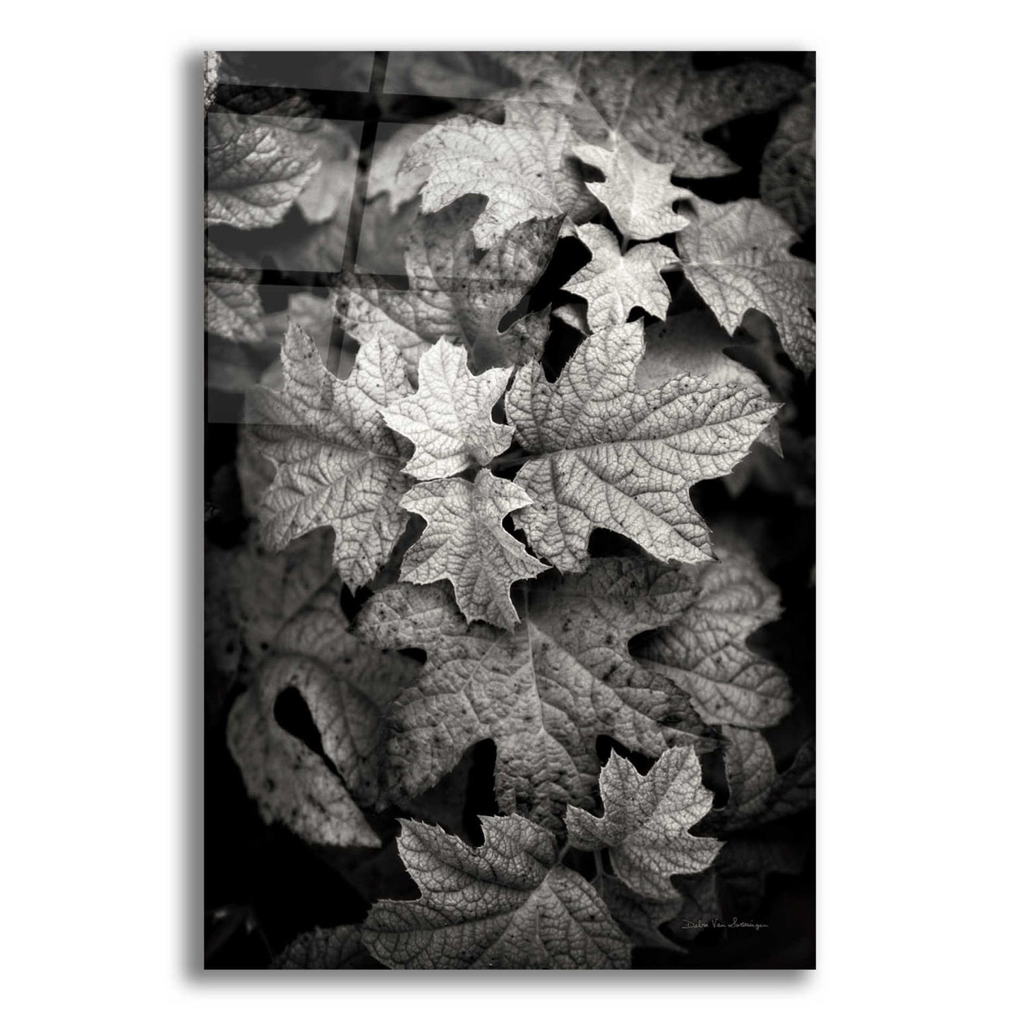 Epic Art 'Hydrangea Leaves in Black and White' by Debra Van Swearingen, Acrylic Glass Wall Art,16x24