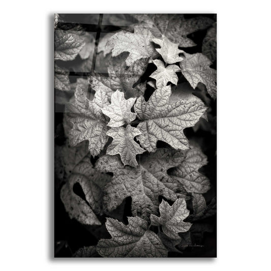 Epic Art 'Hydrangea Leaves in Black and White' by Debra Van Swearingen, Acrylic Glass Wall Art