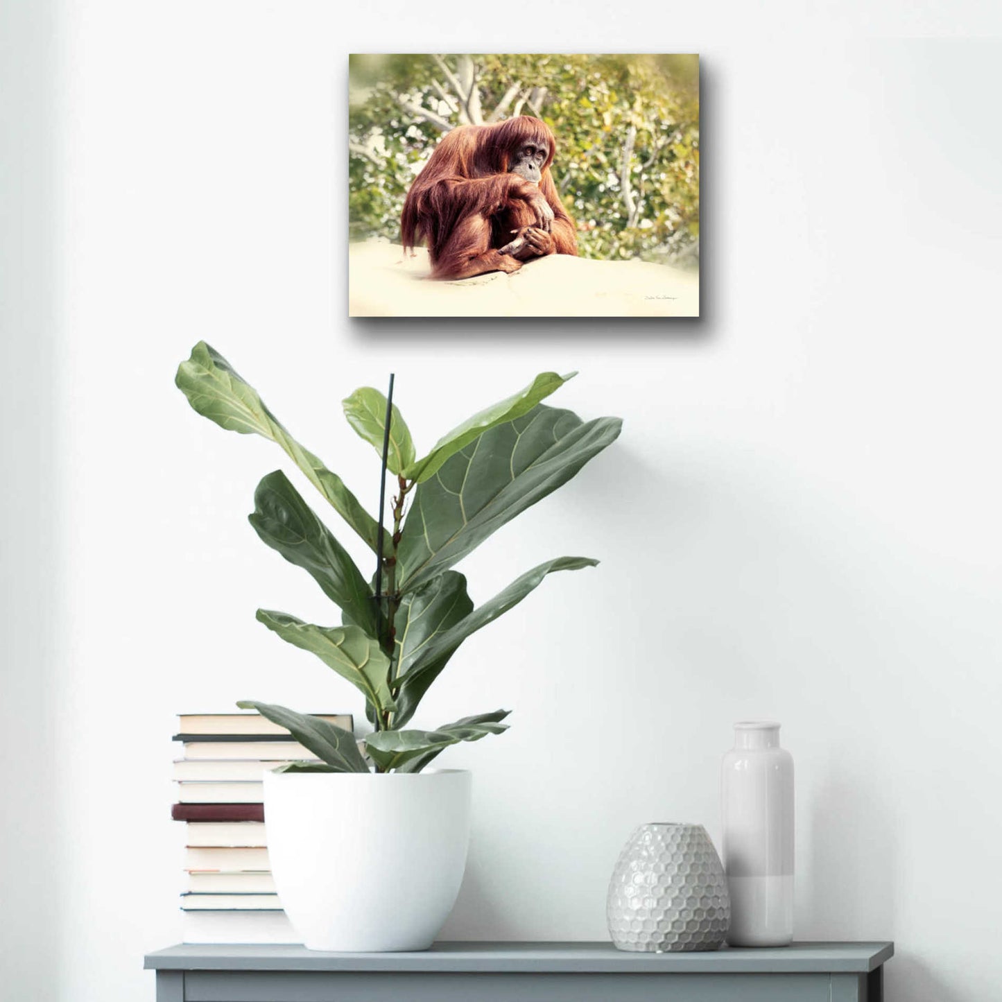 Epic Art 'Orangutan' by Debra Van Swearingen, Acrylic Glass Wall Art,16x12