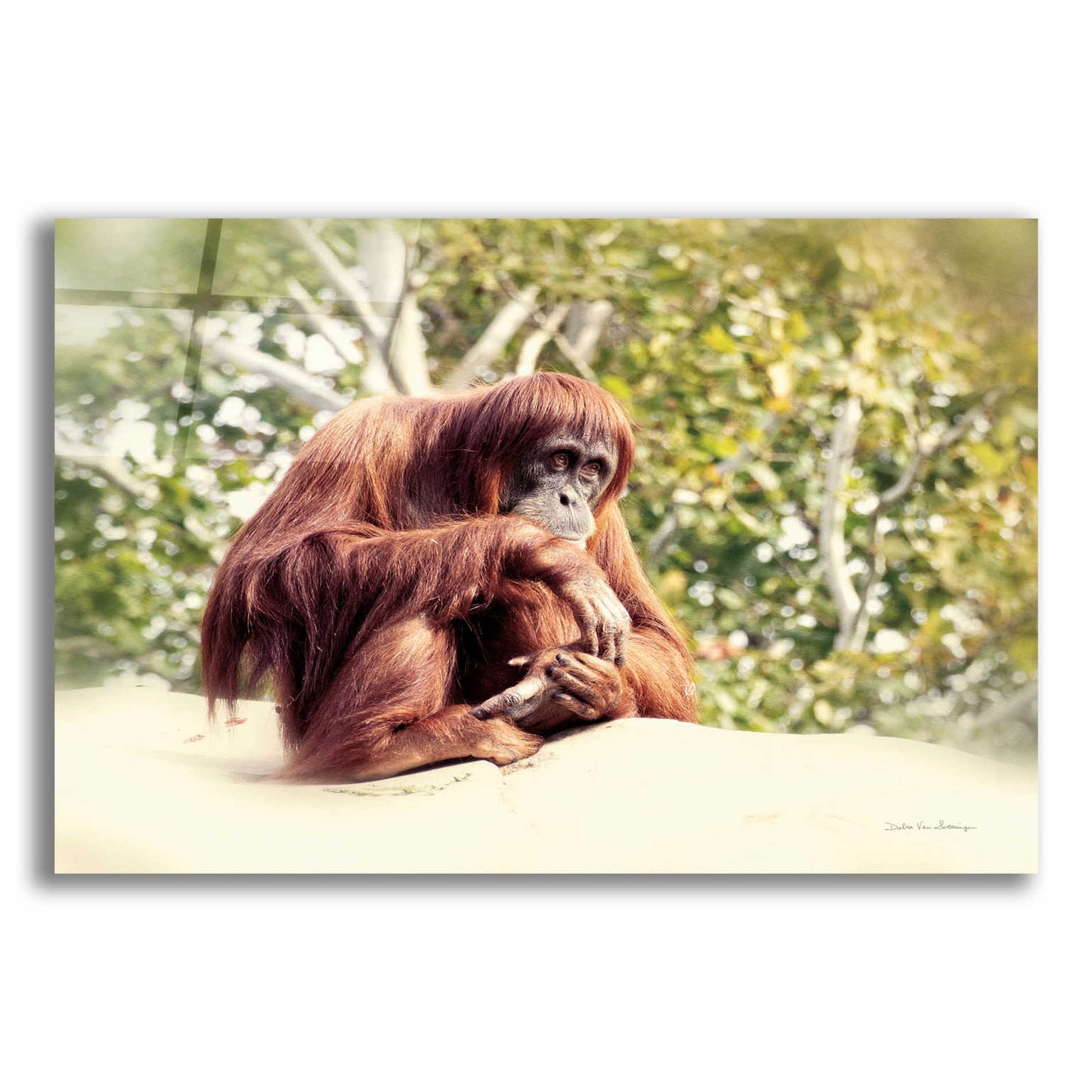 Epic Art 'Orangutan' by Debra Van Swearingen, Acrylic Glass Wall Art,24x16