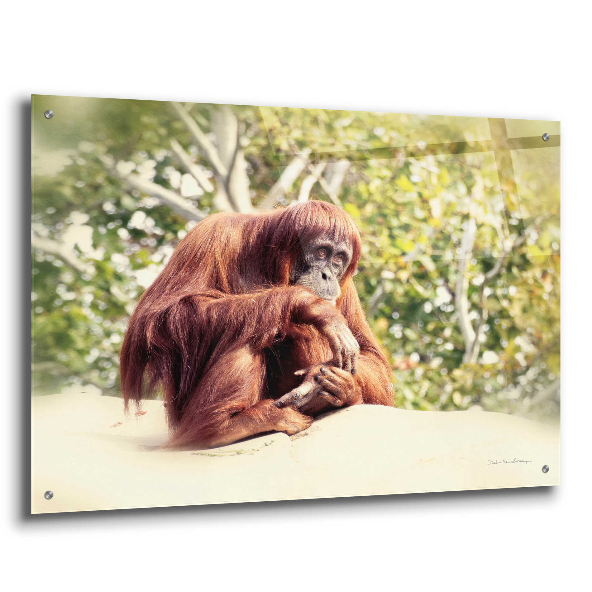 Epic Art 'Orangutan' by Debra Van Swearingen, Acrylic Glass Wall Art,36x24