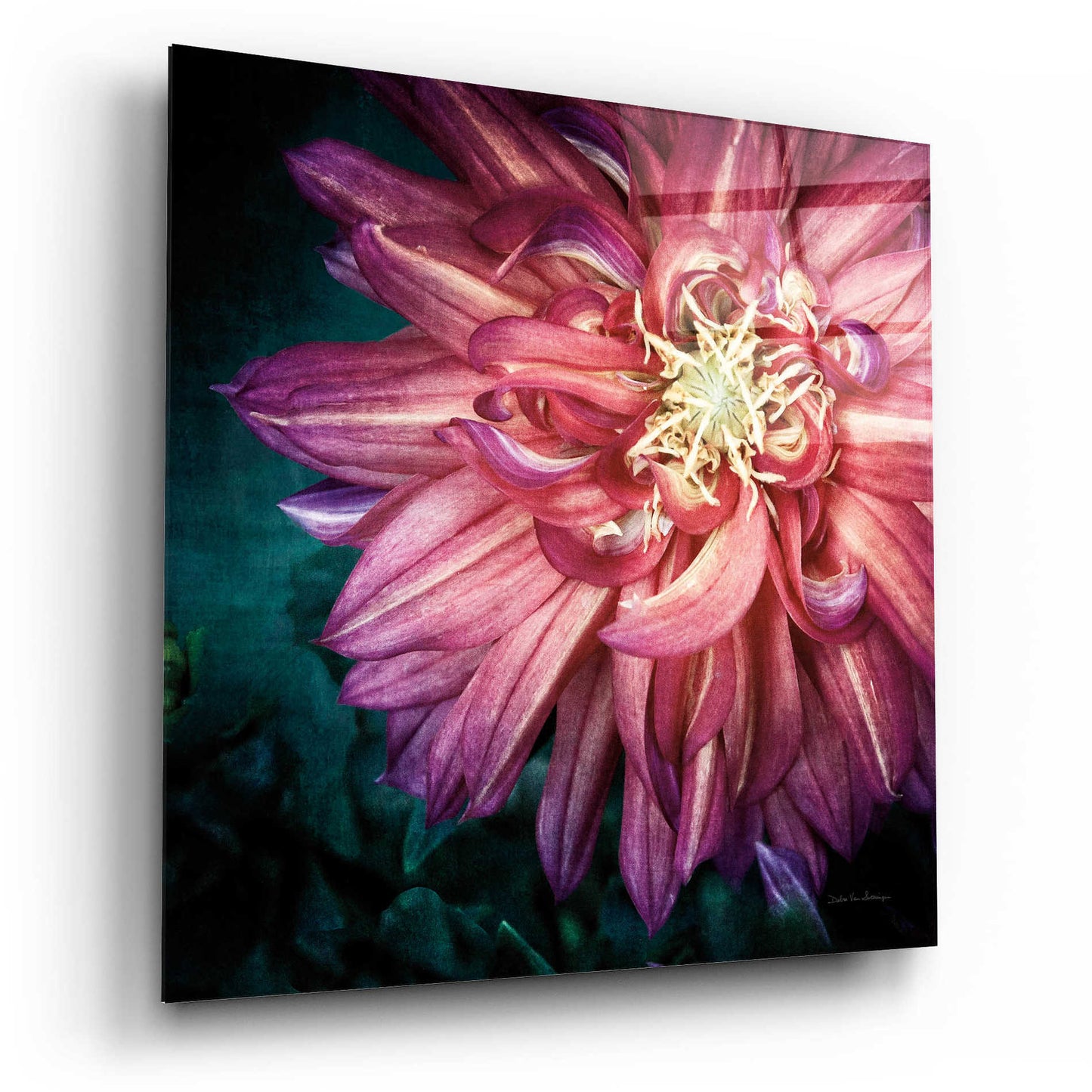 Epic Art 'Dahlia II' by Debra Van Swearingen, Acrylic Glass Wall Art,12x12