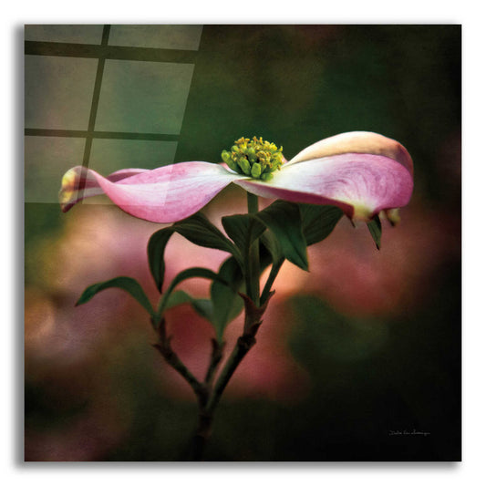 Epic Art 'Pink Dogwood I' by Debra Van Swearingen, Acrylic Glass Wall Art