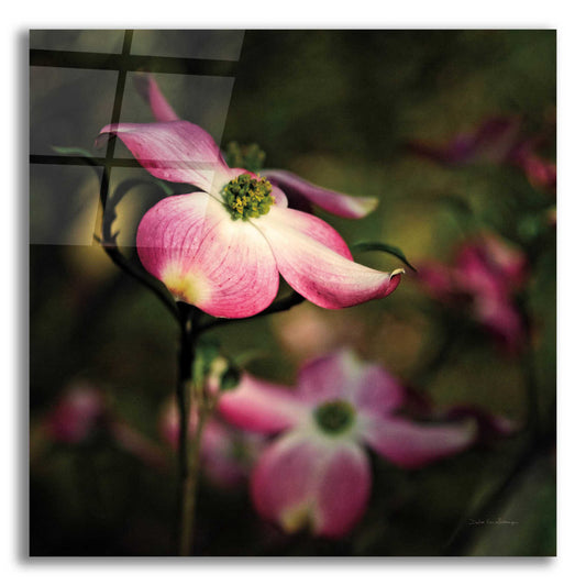 Epic Art 'Pink Dogwood II' by Debra Van Swearingen, Acrylic Glass Wall Art