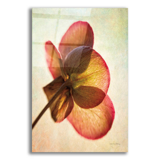 Epic Art 'Lenton Rose I' by Debra Van Swearingen, Acrylic Glass Wall Art