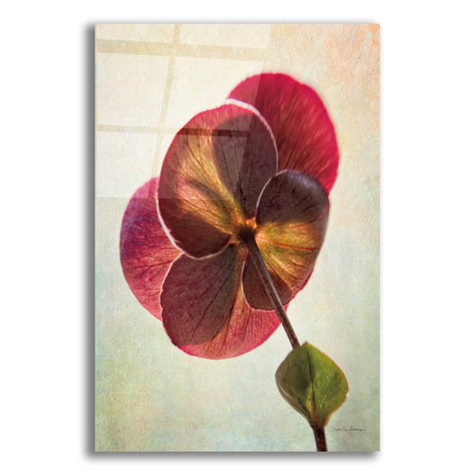 Epic Art 'Lenton Rose II' by Debra Van Swearingen, Acrylic Glass Wall Art