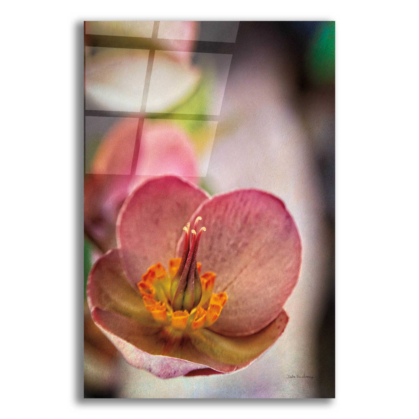 Epic Art 'Lenton Rose III' by Debra Van Swearingen, Acrylic Glass Wall Art,12x16