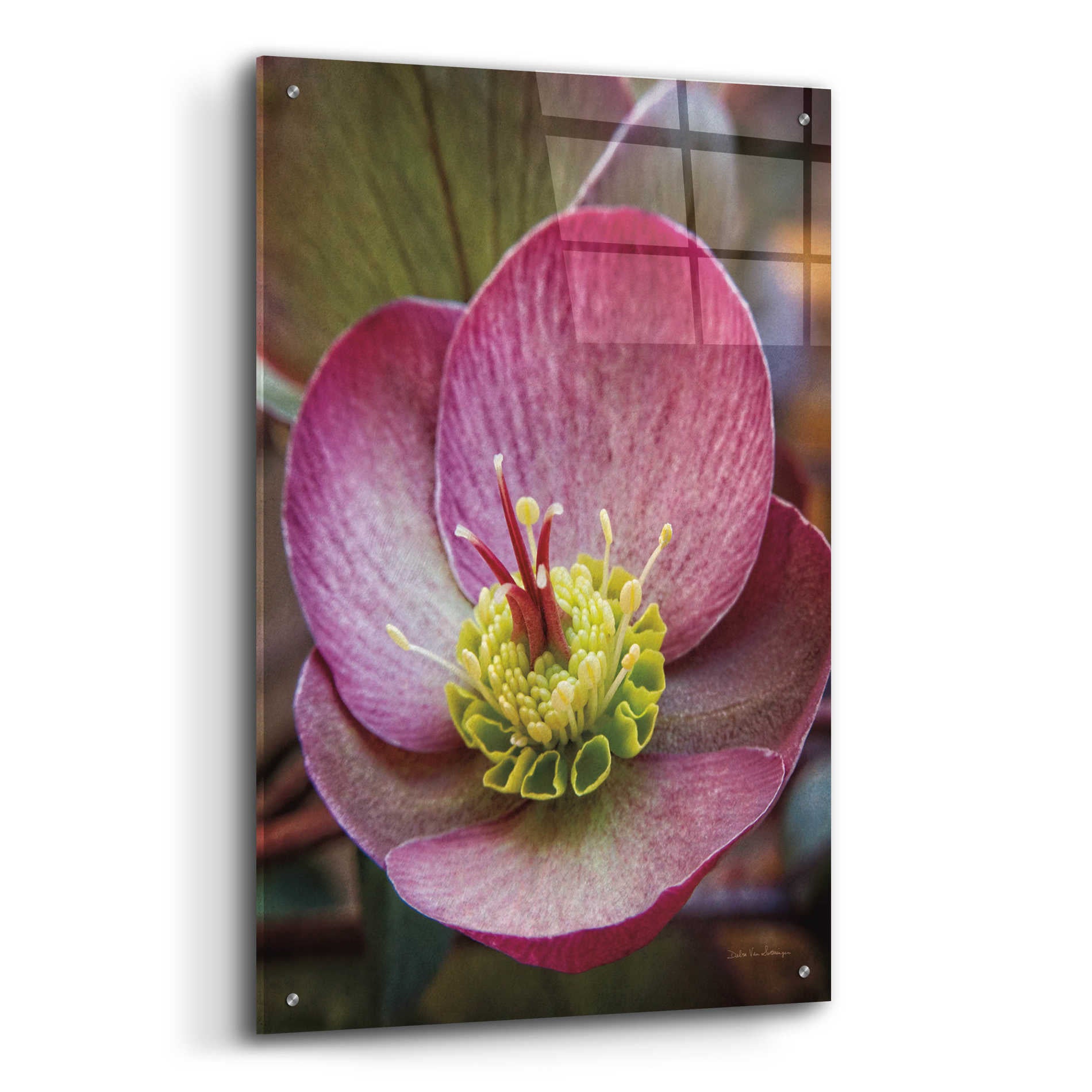 Epic Art 'Lenton Rose IV' by Debra Van Swearingen, Acrylic Glass Wall Art,24x36