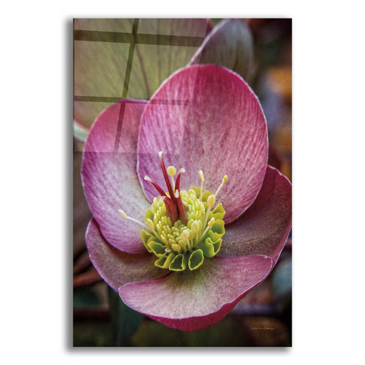 Epic Art 'Lenton Rose IV' by Debra Van Swearingen, Acrylic Glass Wall Art