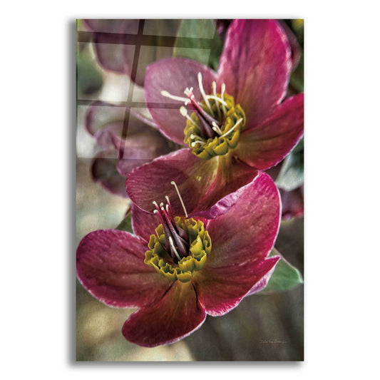 Epic Art 'Lenton Rose V' by Debra Van Swearingen, Acrylic Glass Wall Art