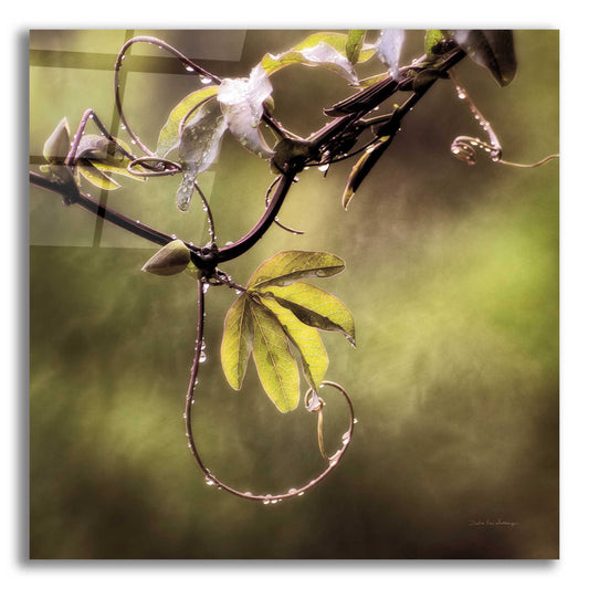 Epic Art 'Passion Flower Vine I' by Debra Van Swearingen, Acrylic Glass Wall Art