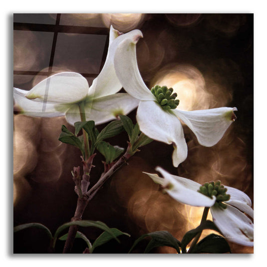 Epic Art 'White Dogwood I' by Debra Van Swearingen, Acrylic Glass Wall Art