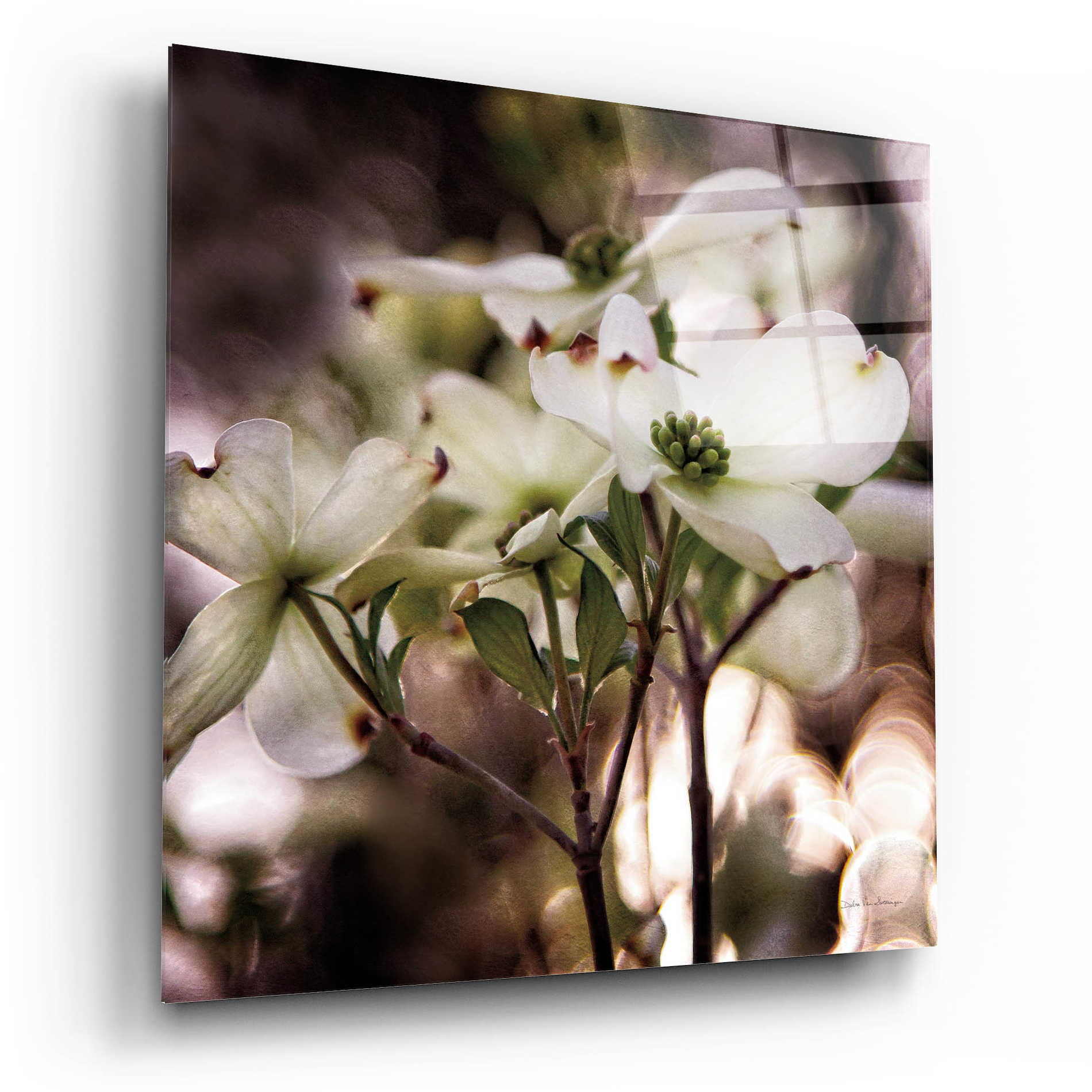 Epic Art 'White Dogwood II' by Debra Van Swearingen, Acrylic Glass Wall Art,12x12