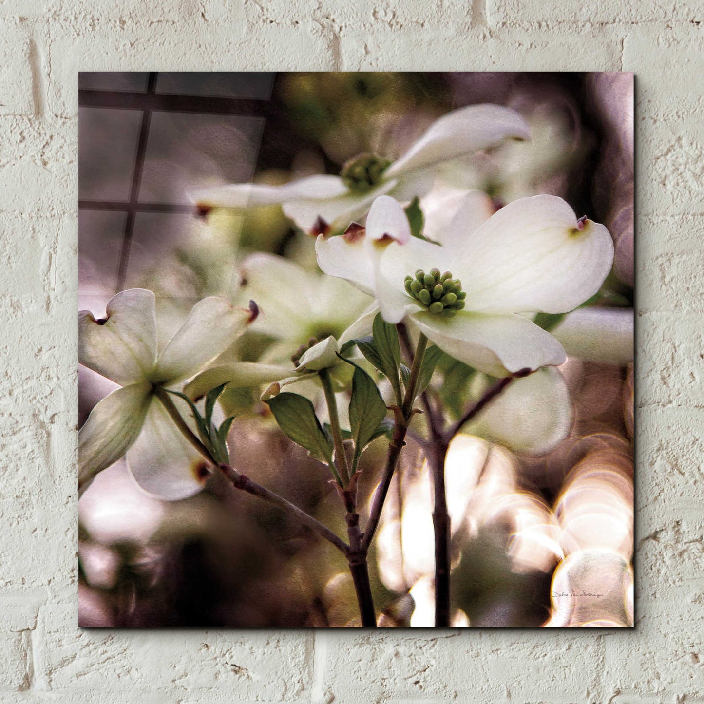 Epic Art 'White Dogwood II' by Debra Van Swearingen, Acrylic Glass Wall Art,12x12